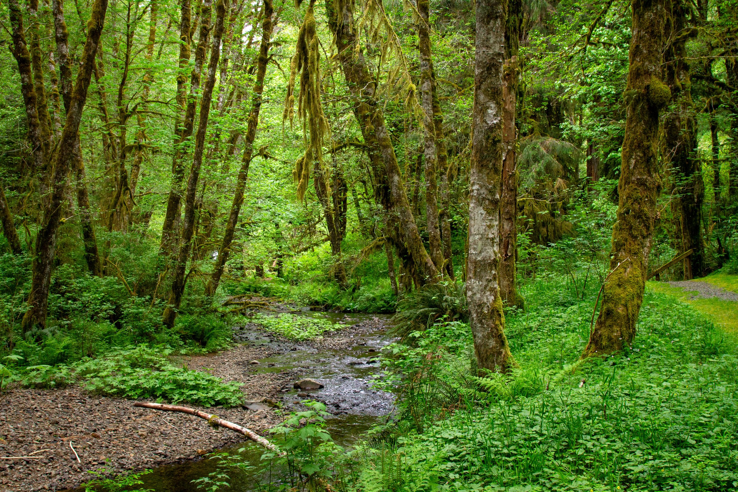 Lush forest surrounds creek and hiking trail