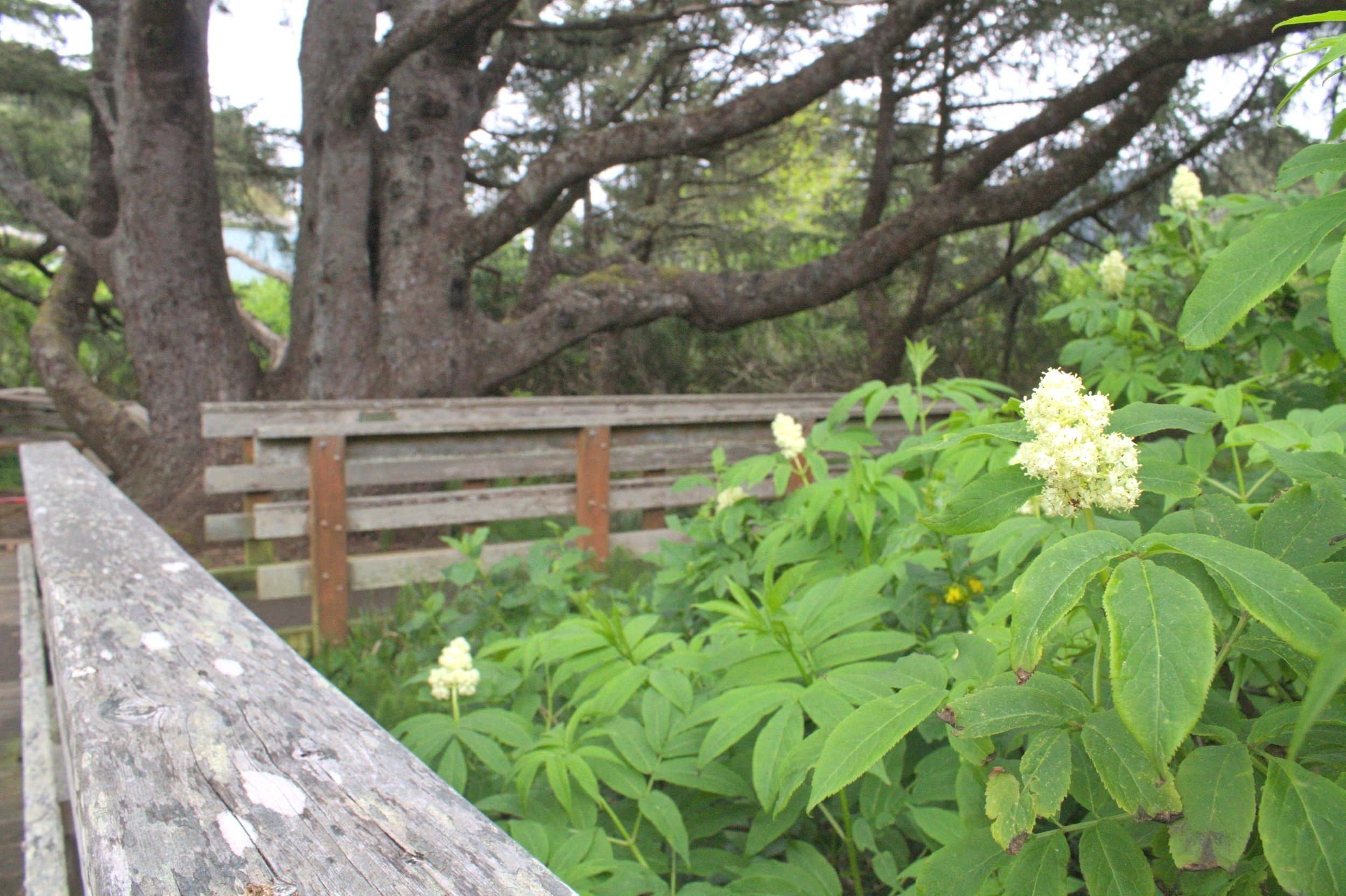 18 Fun Things to Do in Yachats, Oregon — Pines and Vines