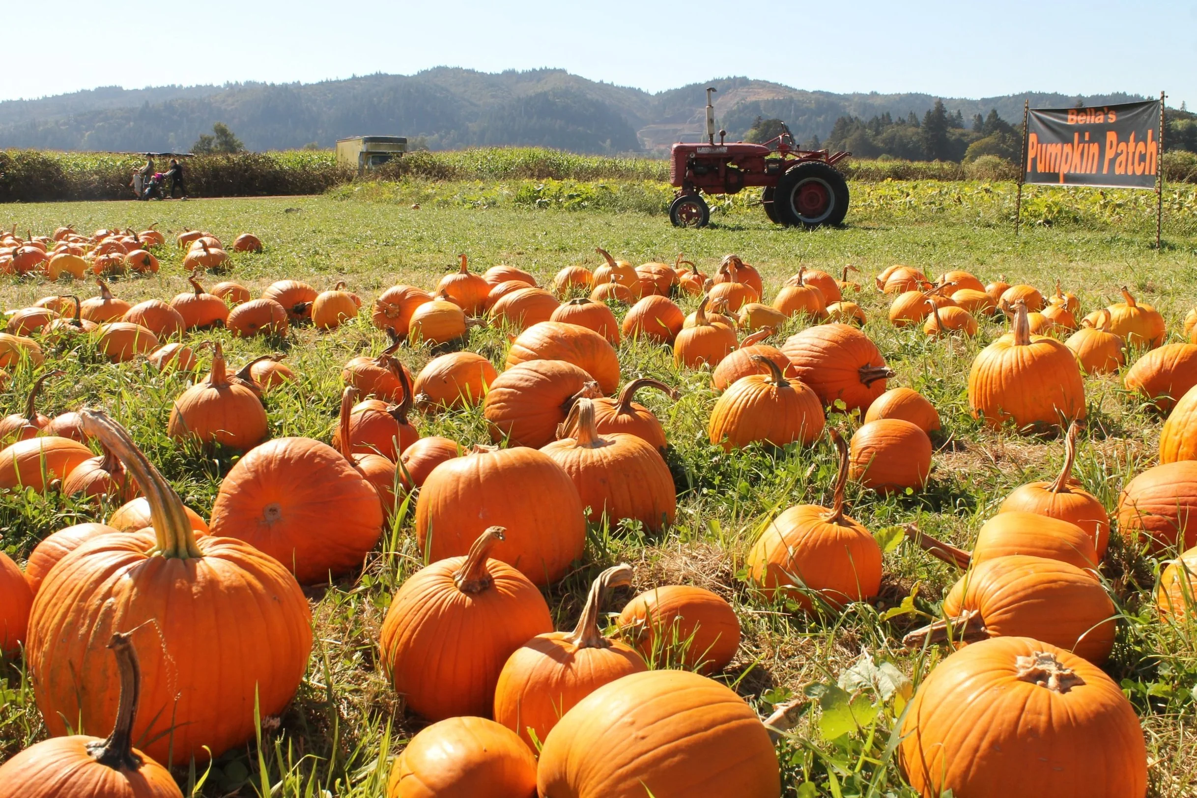 9 Fun Things To Do On Sauvie Island Pines And Vines Pines And Vines 9-fun-things-to-do-on-sauvie-island-pines-and-vines-pines-and-vines