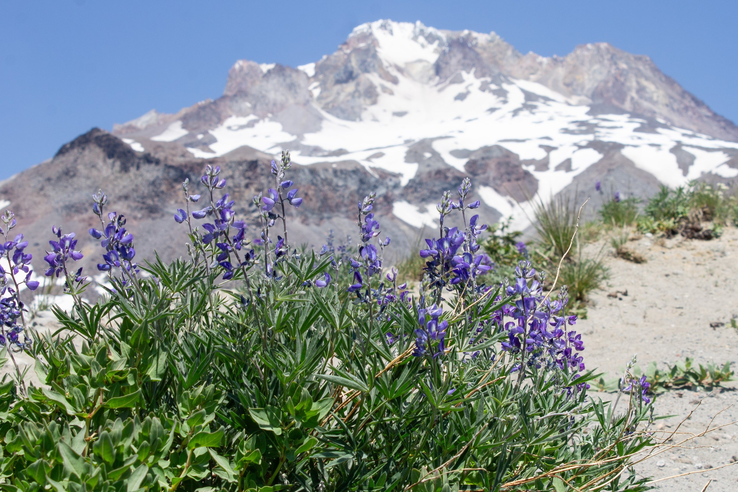 Lupines in front of Mount Hood summit