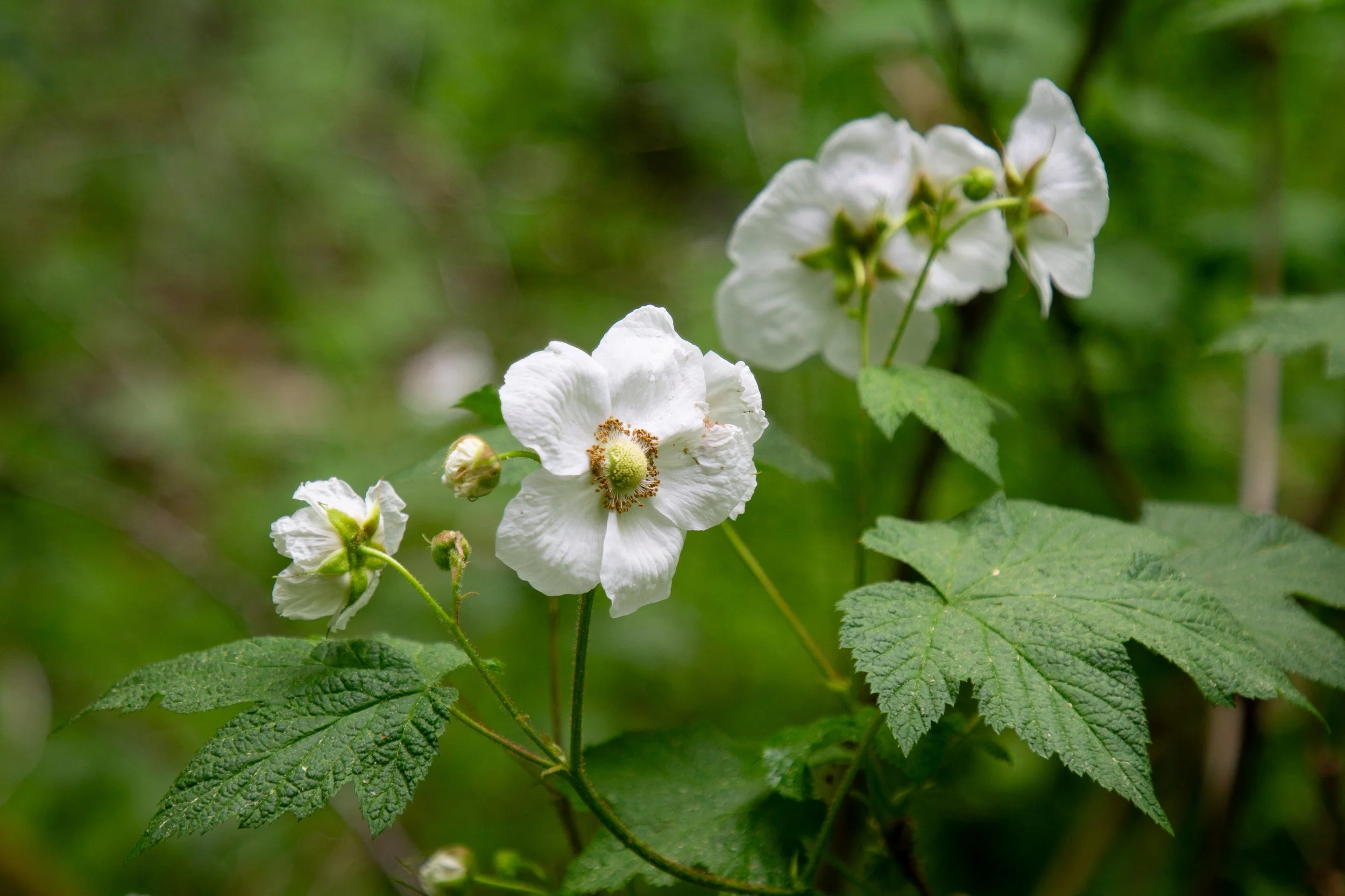 Flowers on thimbleberry bushes