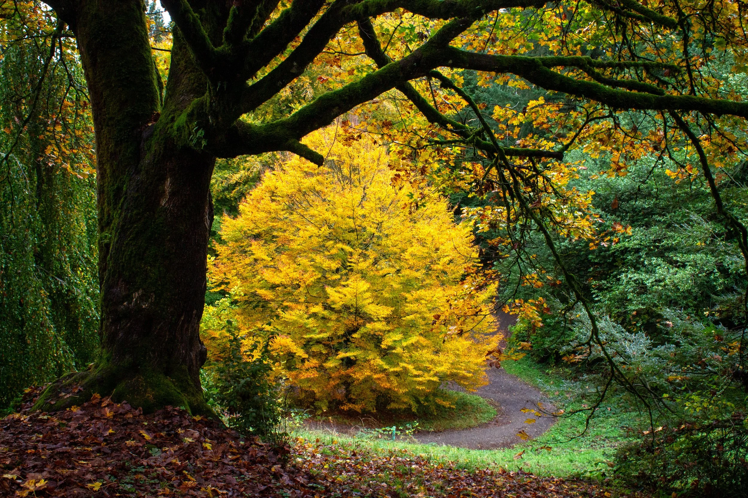 Fall color along forested hiking trail