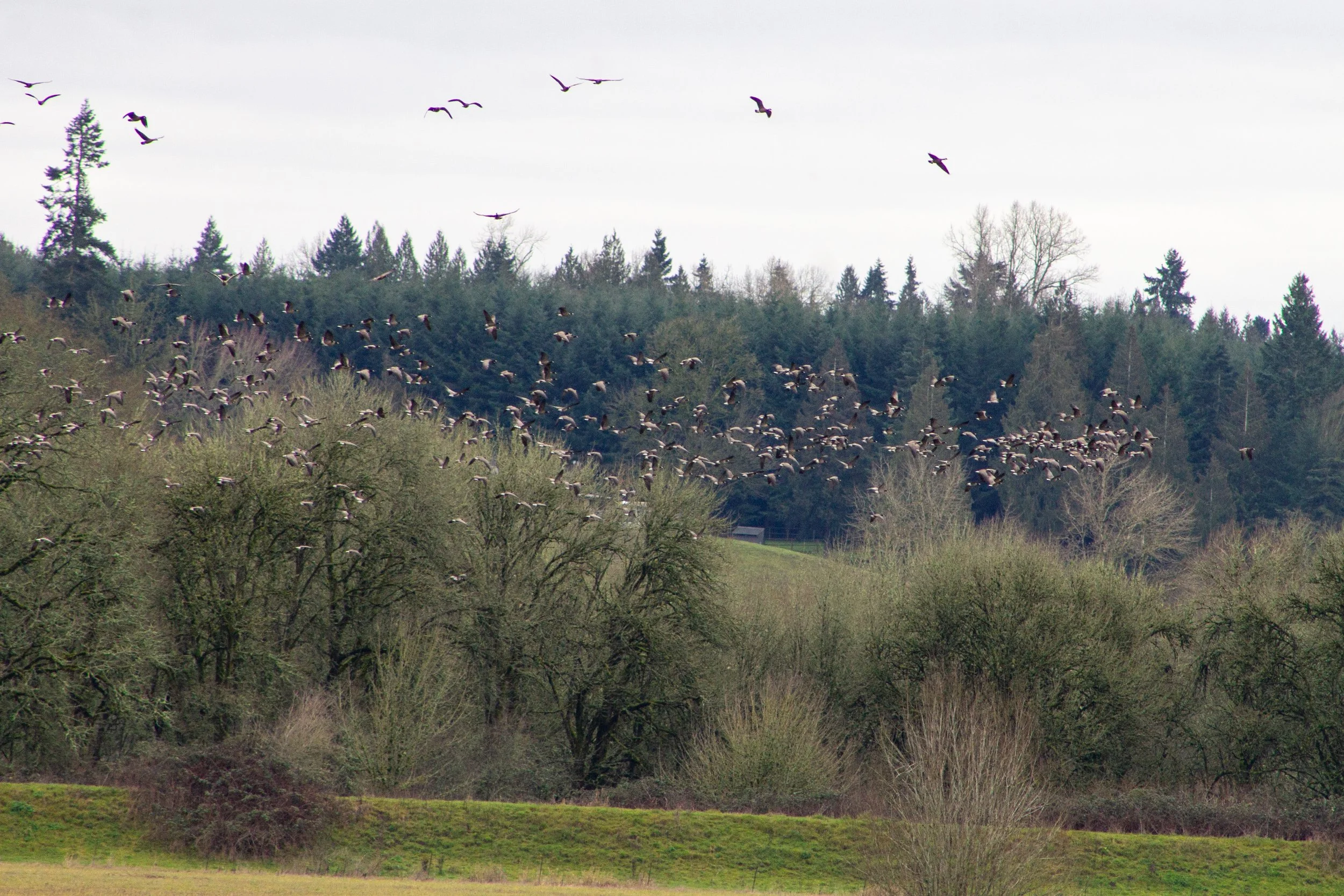 Flock of geese flying in front of forest