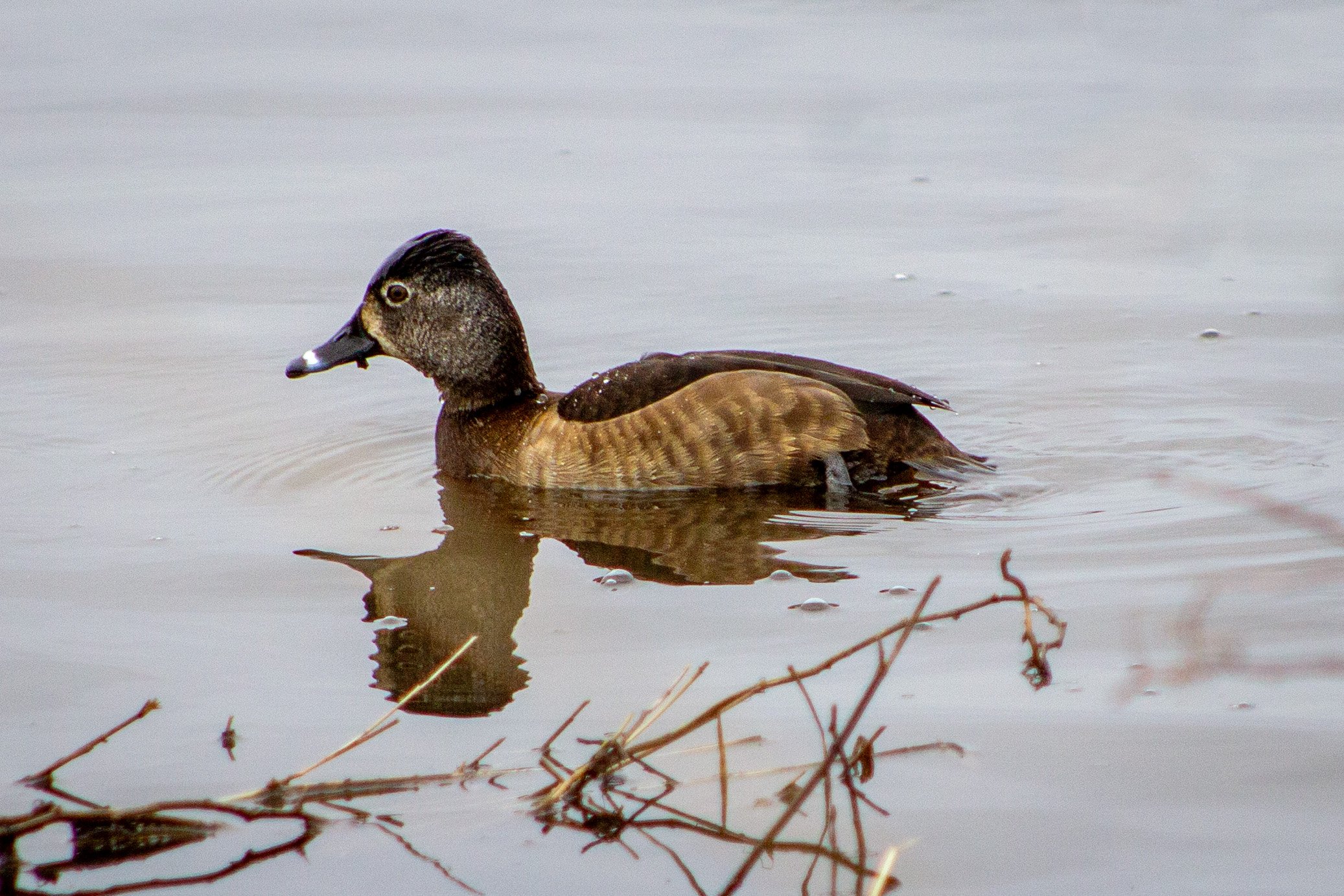 Female ring-necked duck