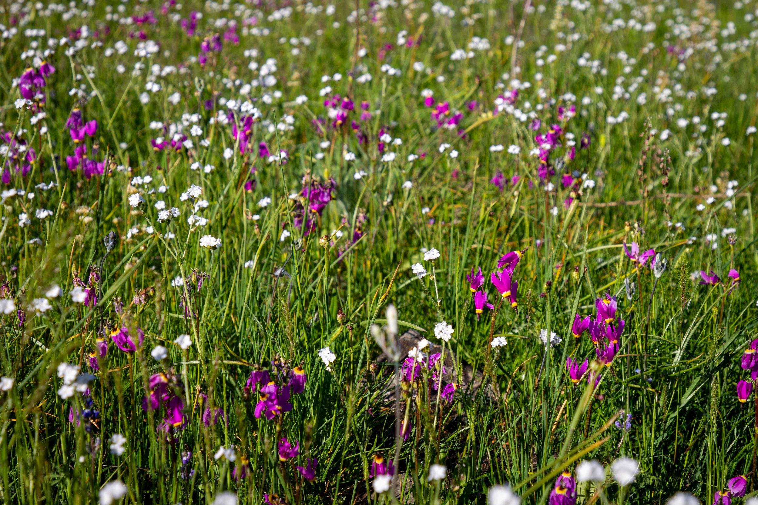 Field of wildflowers