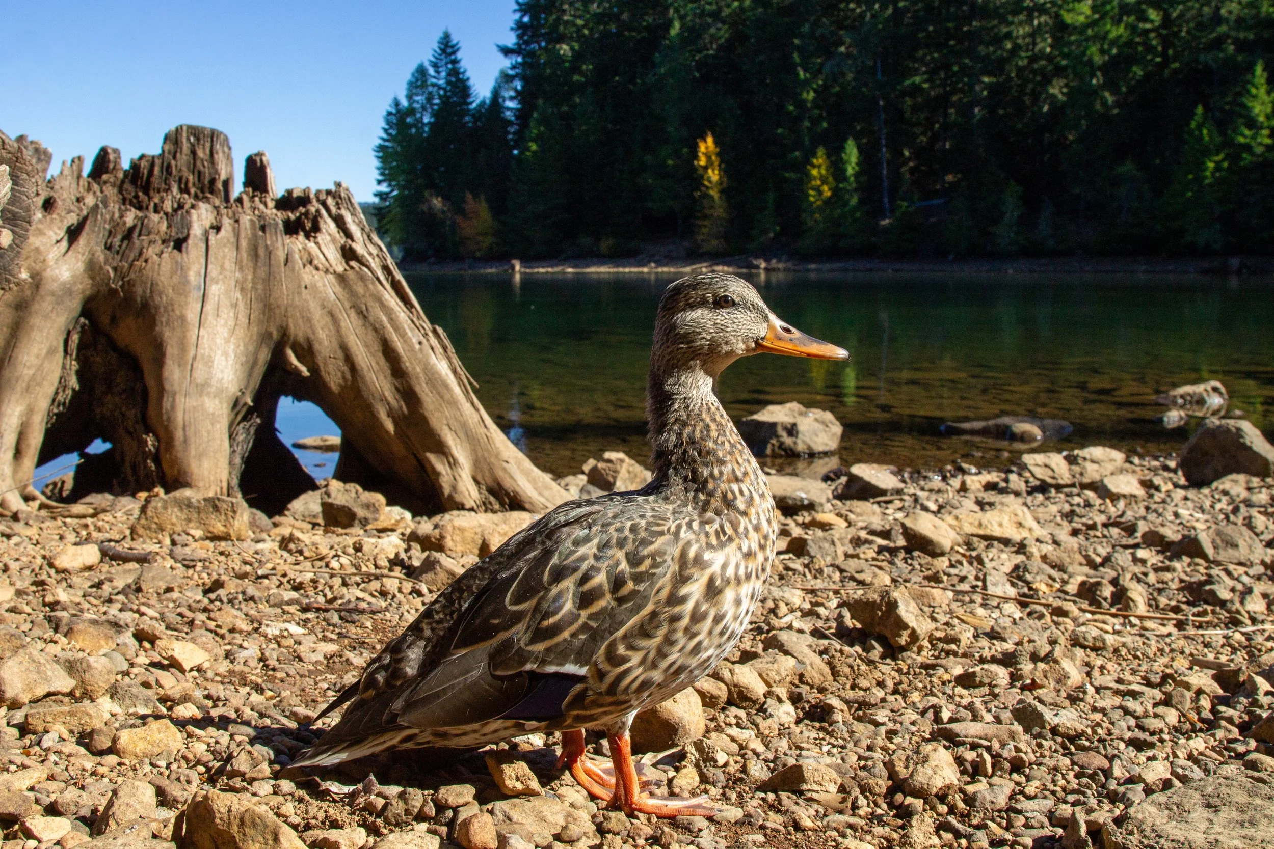 Female mallard on lakeshore