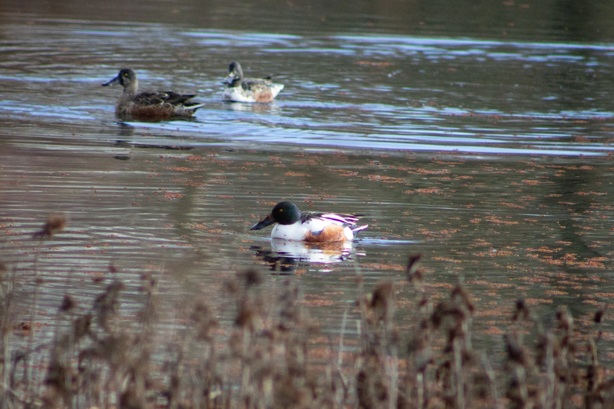 Ducks in Smith and Bybee wetlands