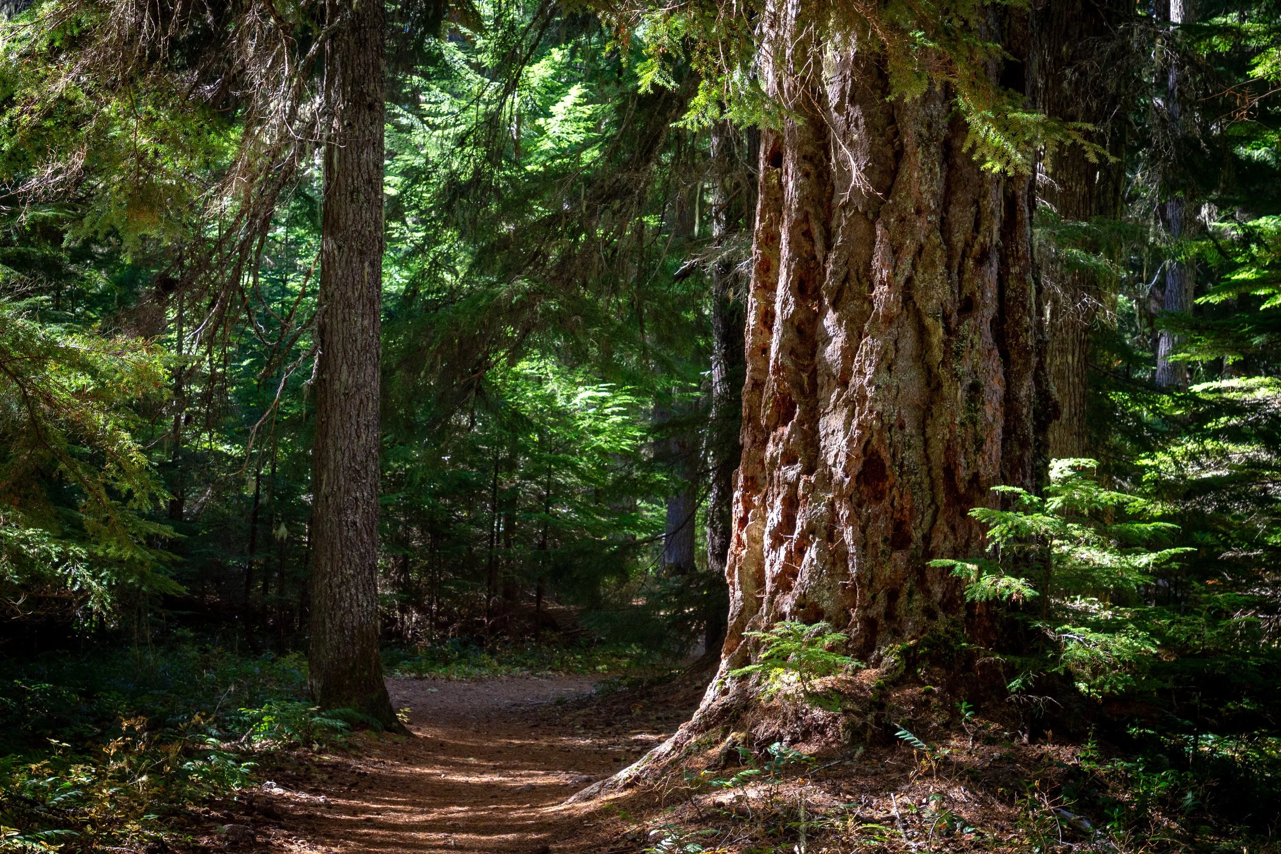 Large tree on forested hiking trail