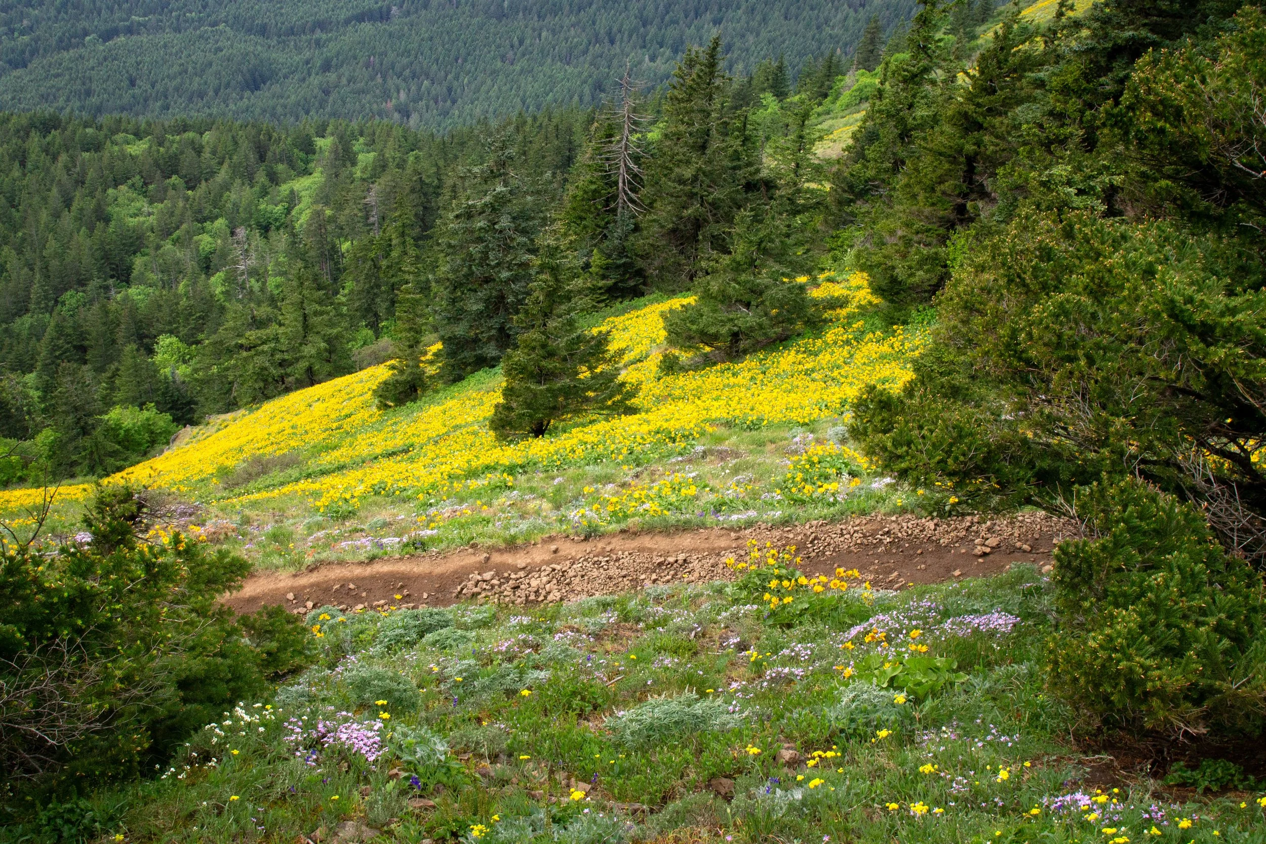Wildflowers bloom around trail on Dog Mountain