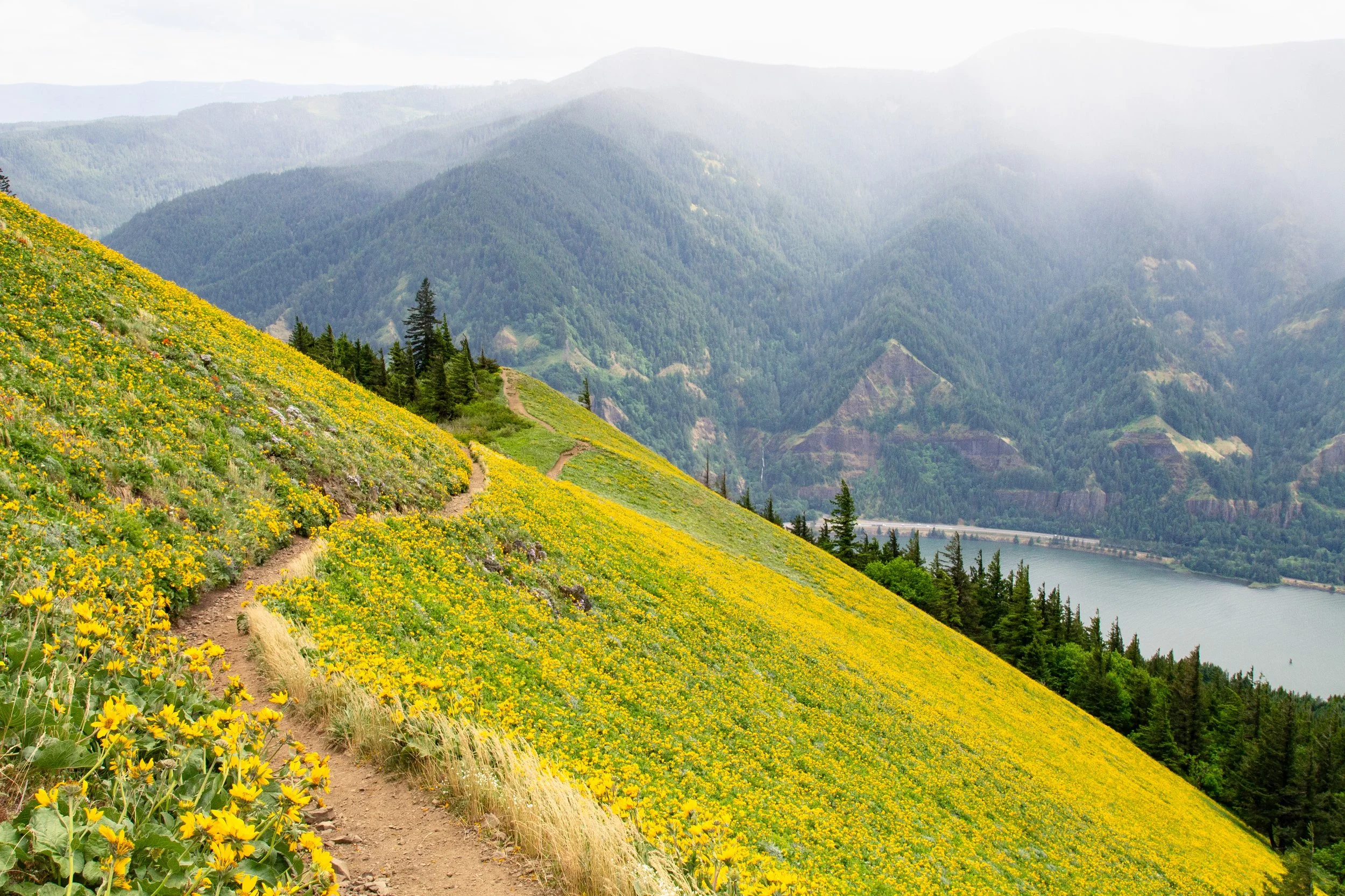 Dog Mountain Hike: Permits, Tips, and What to Expect