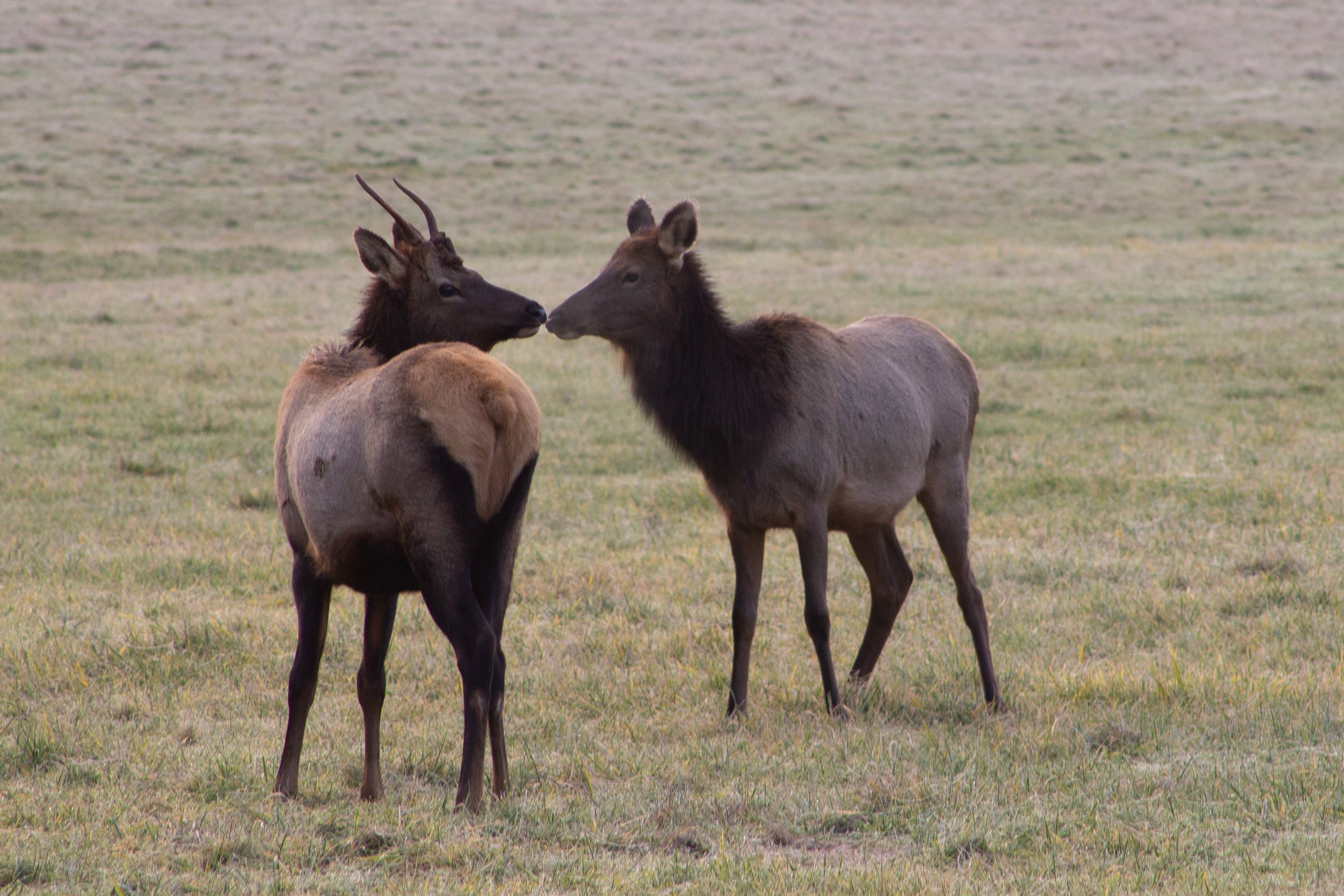 Two elk touching noses