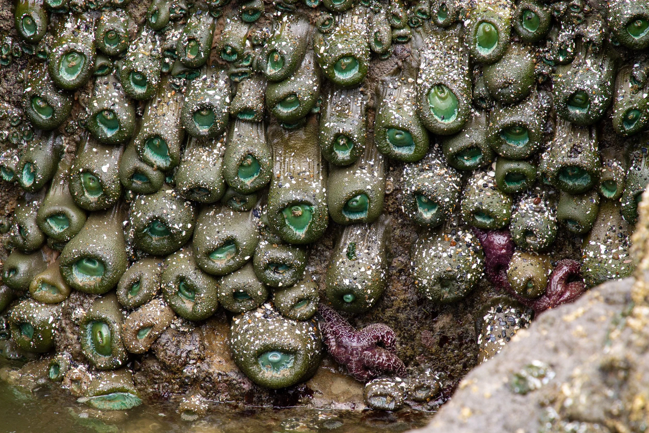 Droopy anemones on rock