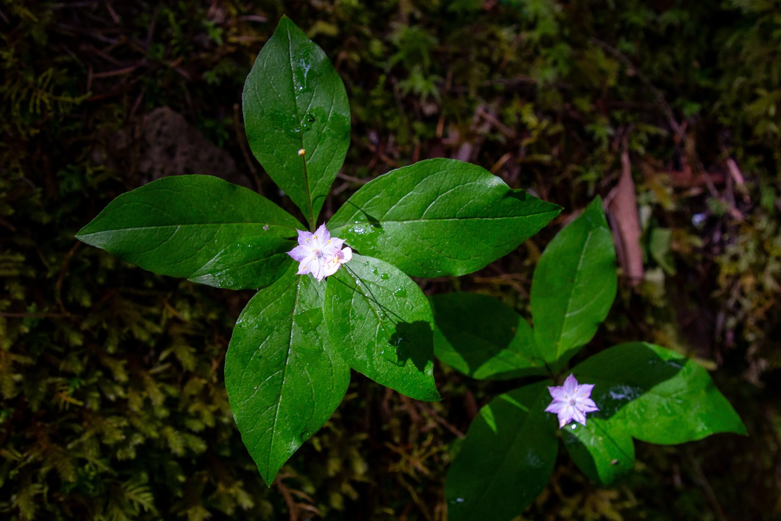 Two pacific starflowers