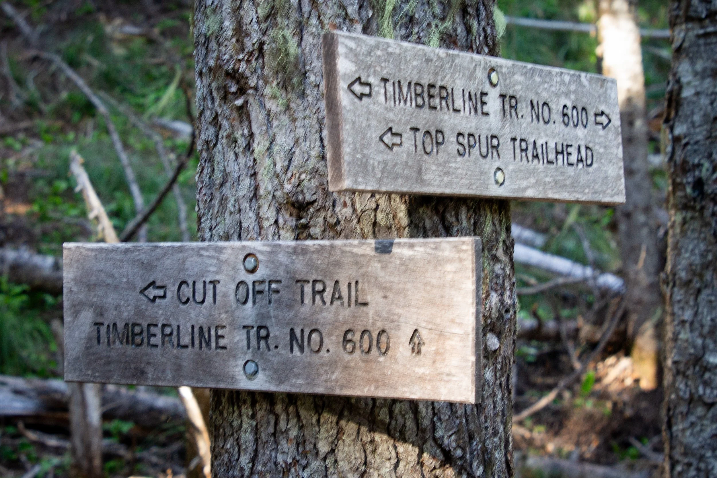 Trail signs on tree trunk