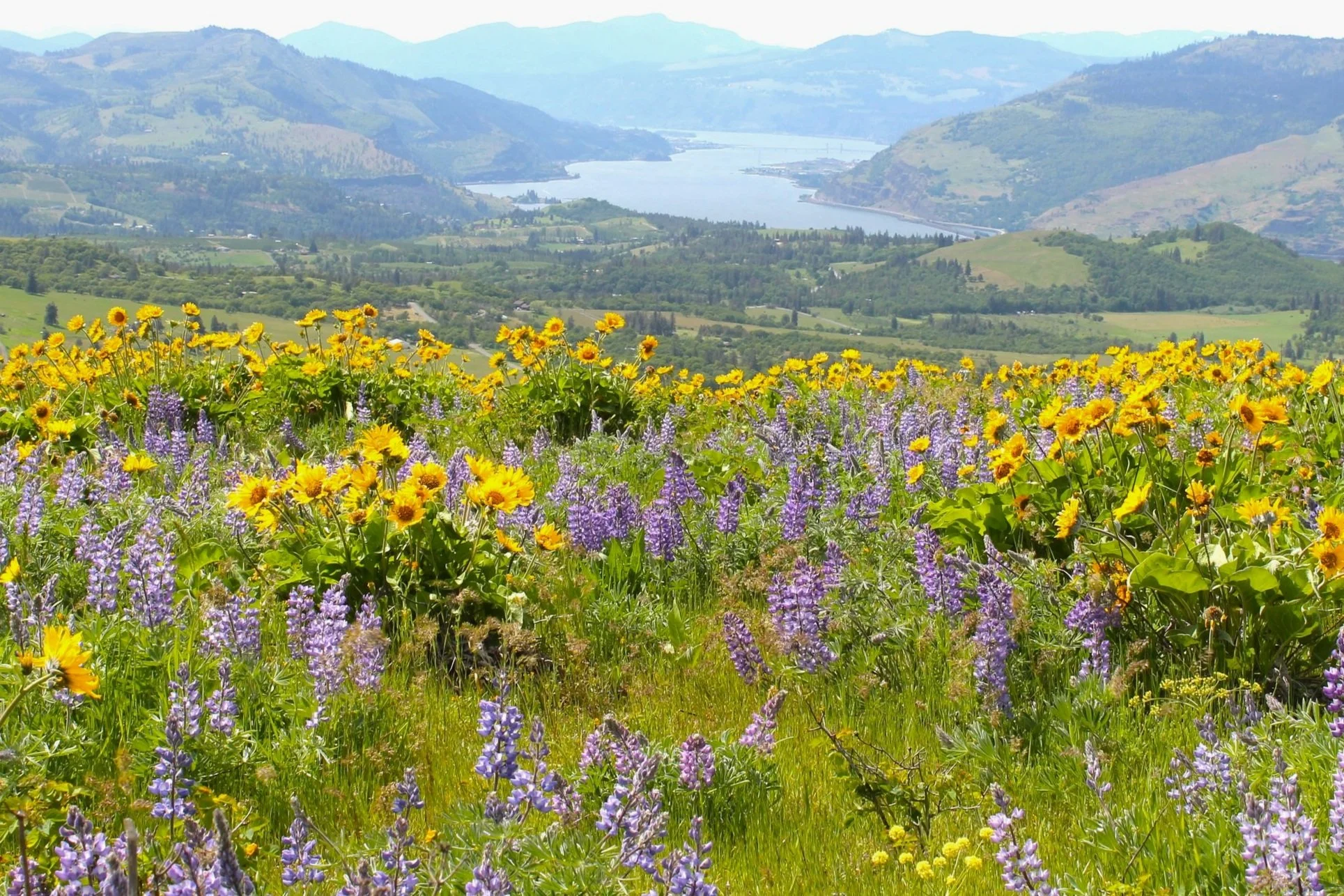 Best 10 Wildflower Hikes in the Columbia (that aren’t Dog Mountain) — Pines and Vines