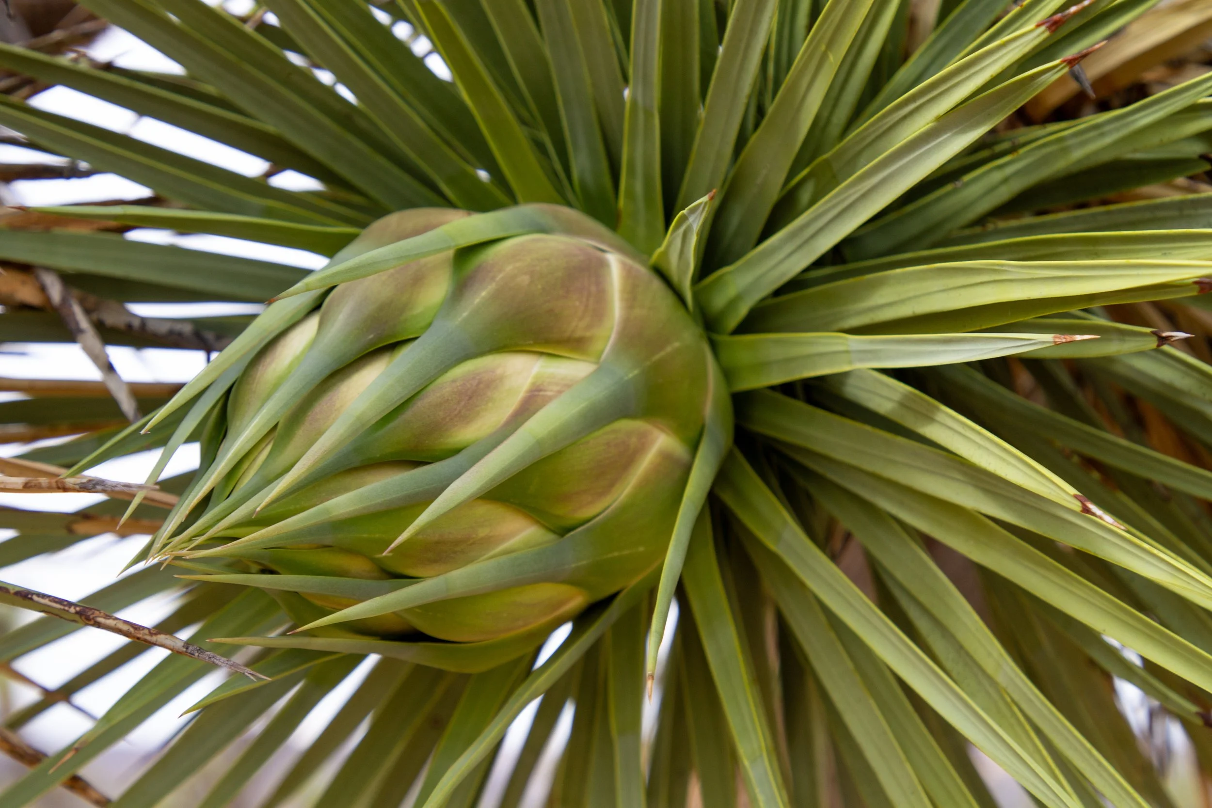 Joshua tree close to flowering