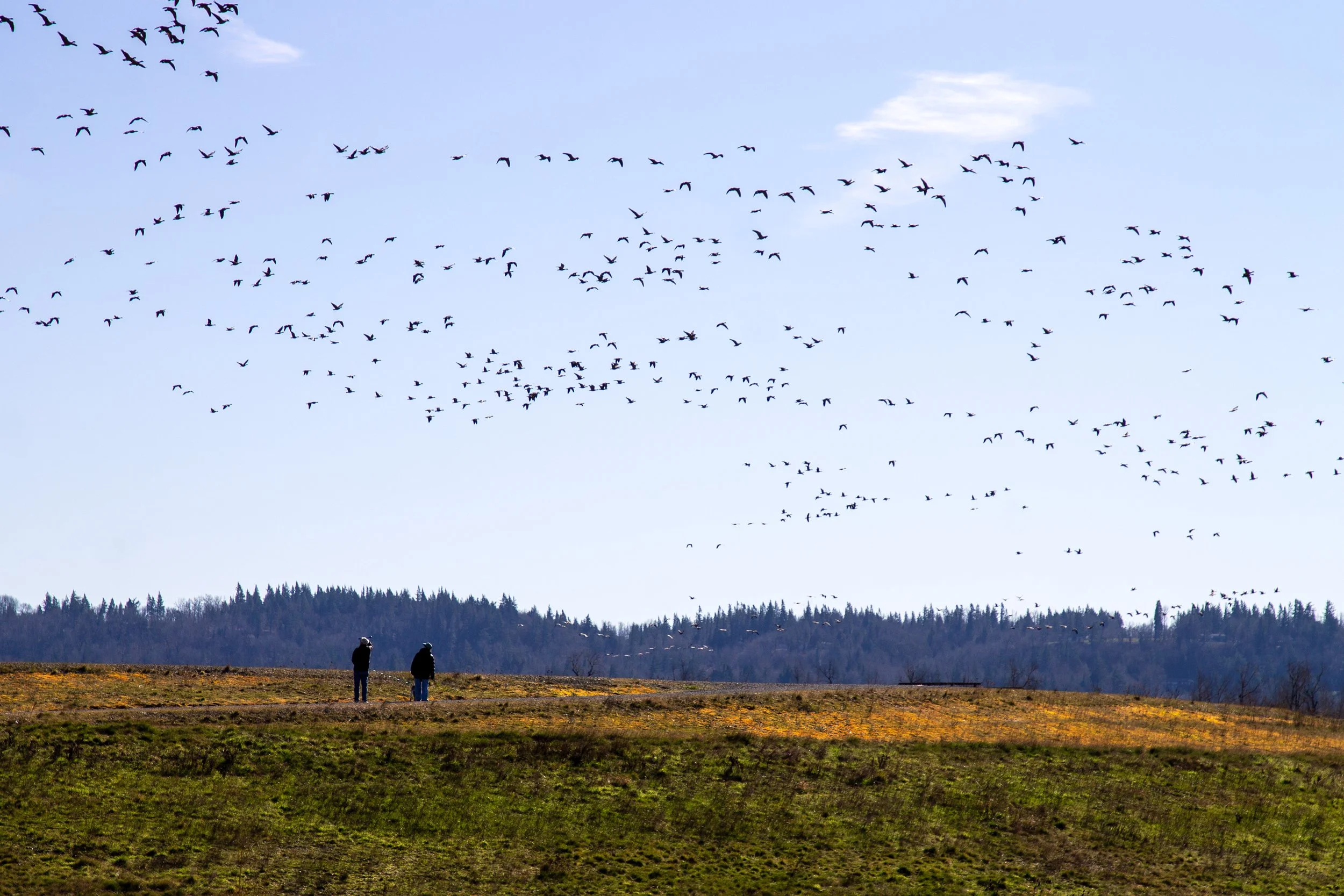Two people watch flock of geese overhead