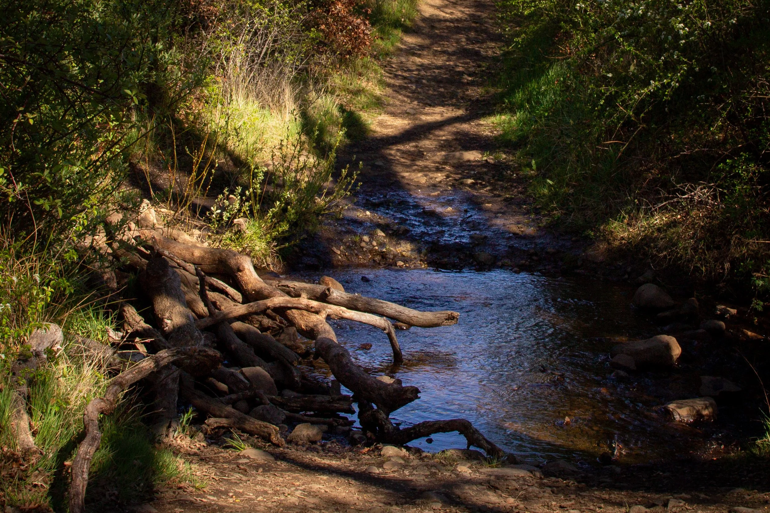 Pile of sticks across creek