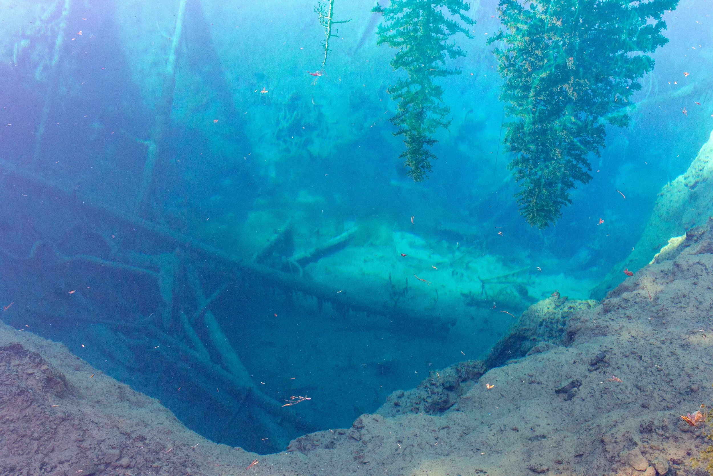 Fallen trees at the bottom of Little Crater Lake