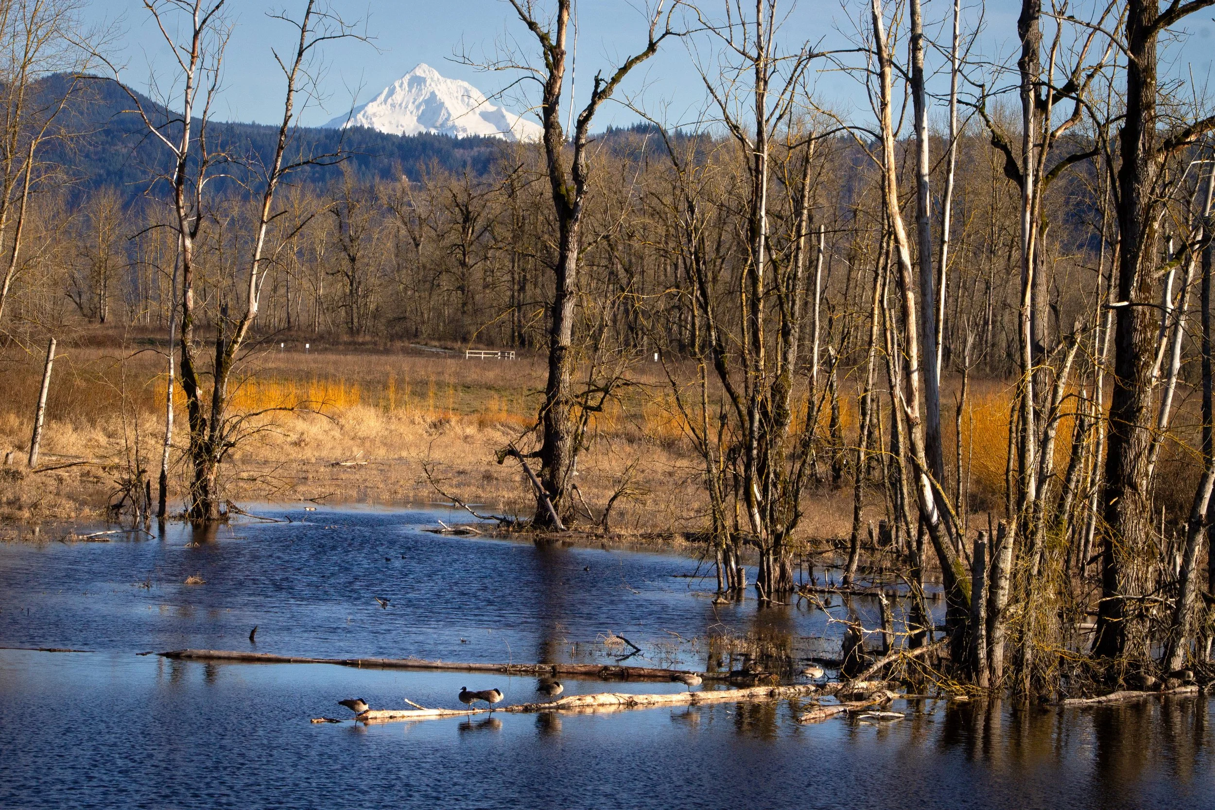 Geese on log in wetland with Mount Hood summit in background