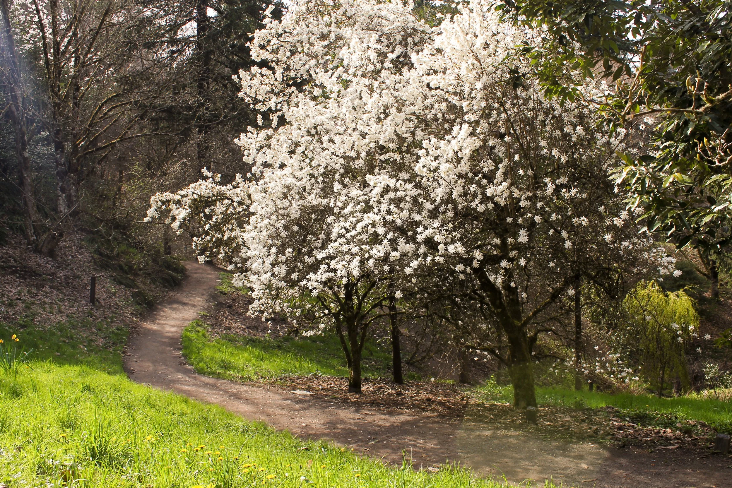 Magnolia trees bloom next to hiking trail