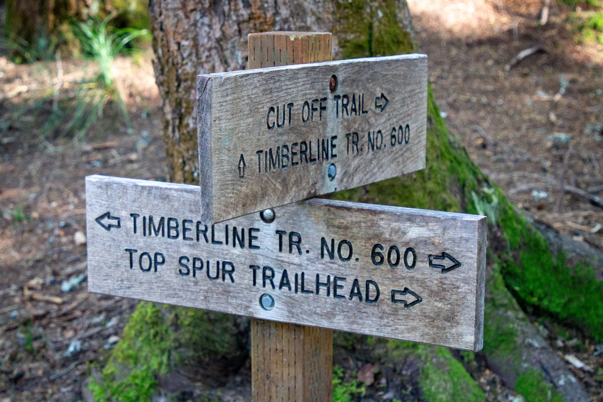 Trail signs at junction