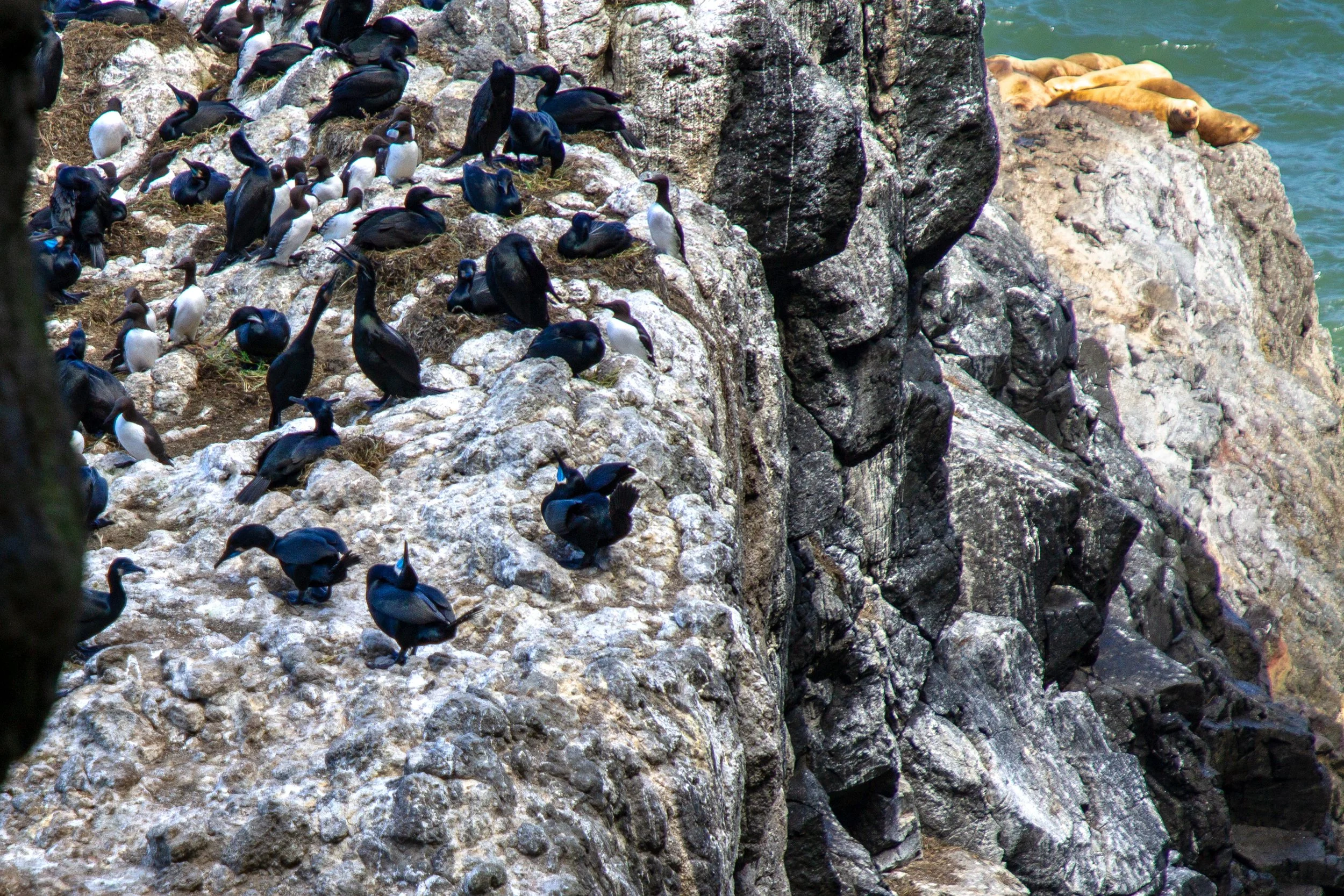 Sea birds doing mating dances and sitting on nests