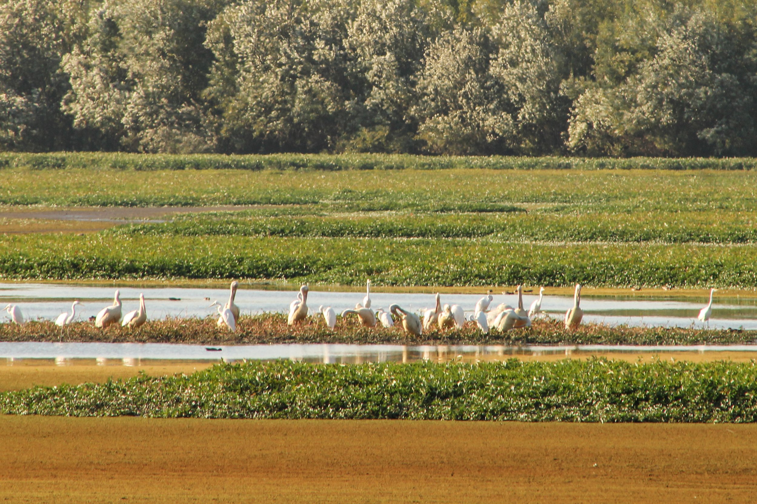Flock of white pelicans in wetland