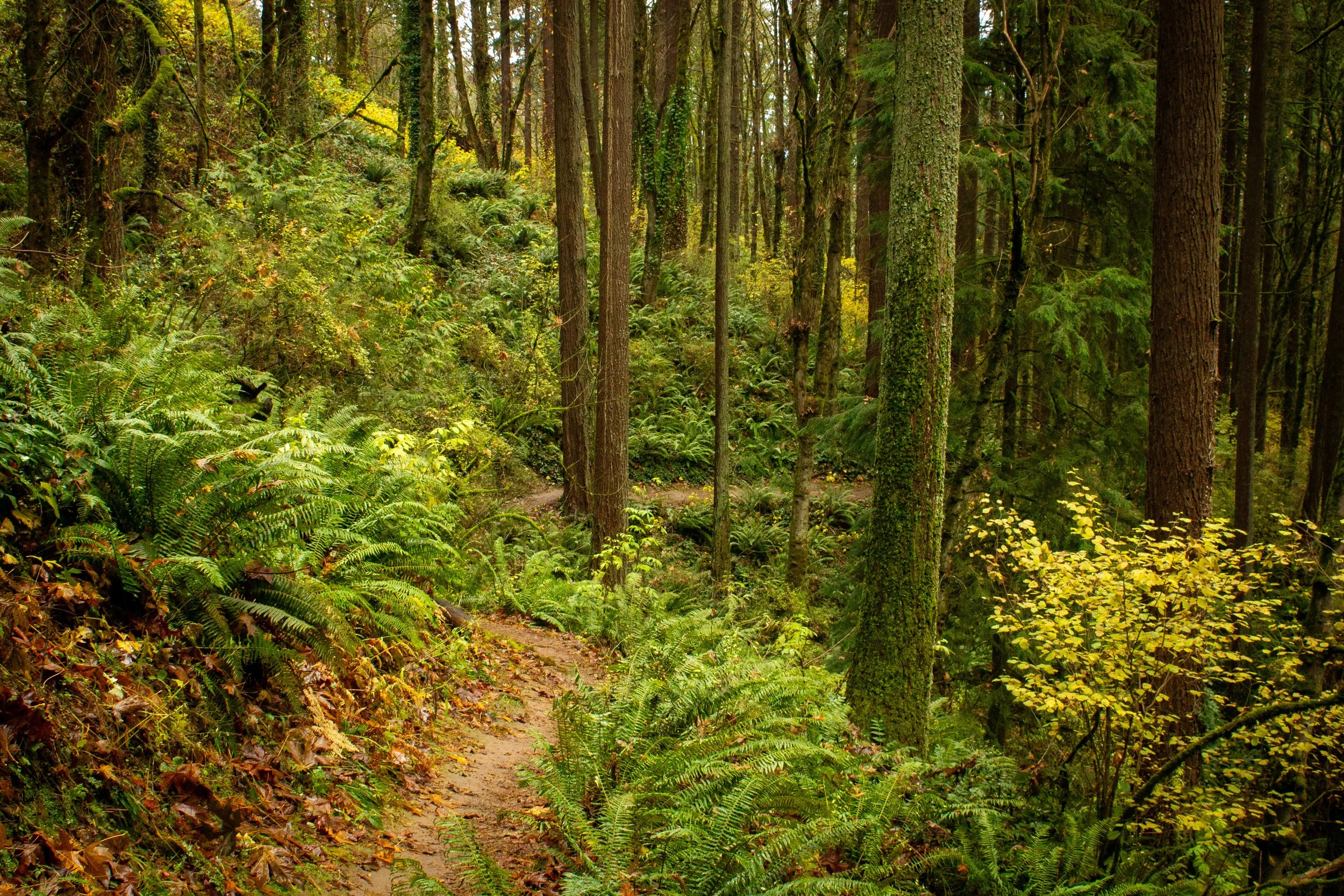 Ferns along dirt trail in Forest Park