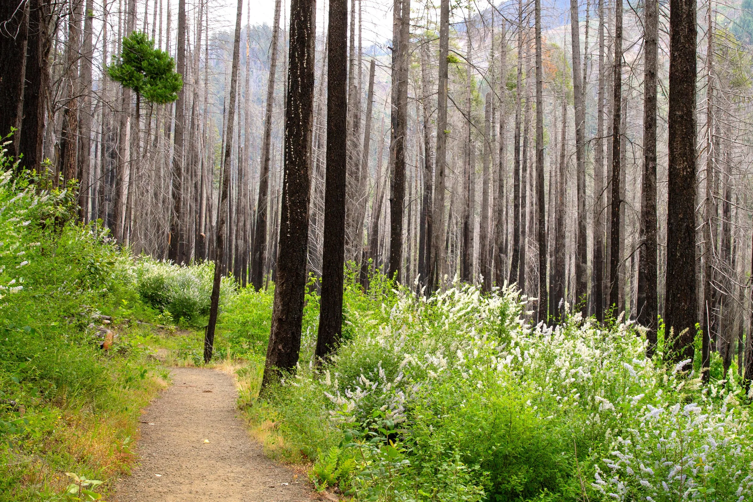 Flowering bushes in burned forest
