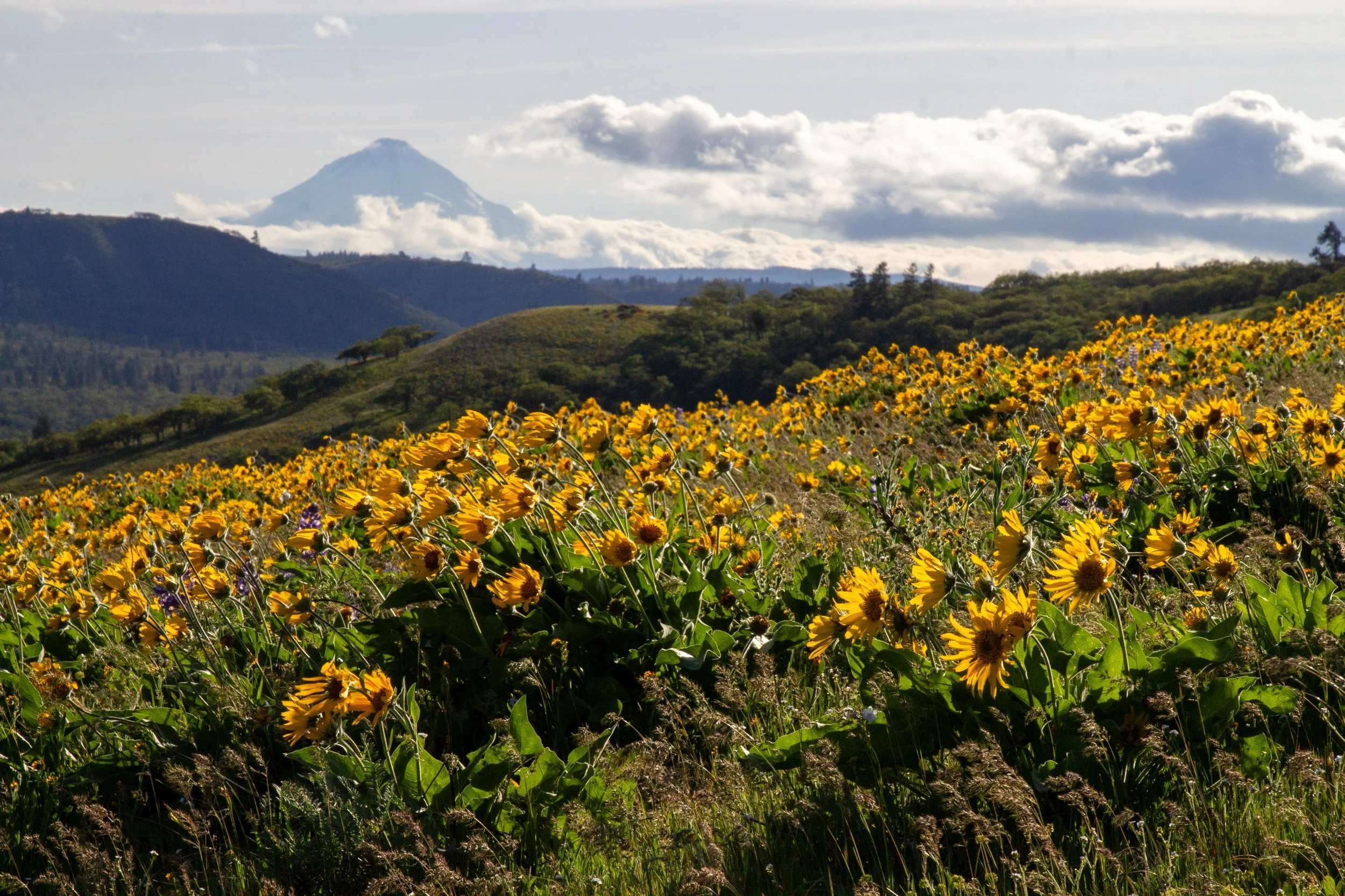 Balsamroot blooms on hill with Mount Hood in the background
