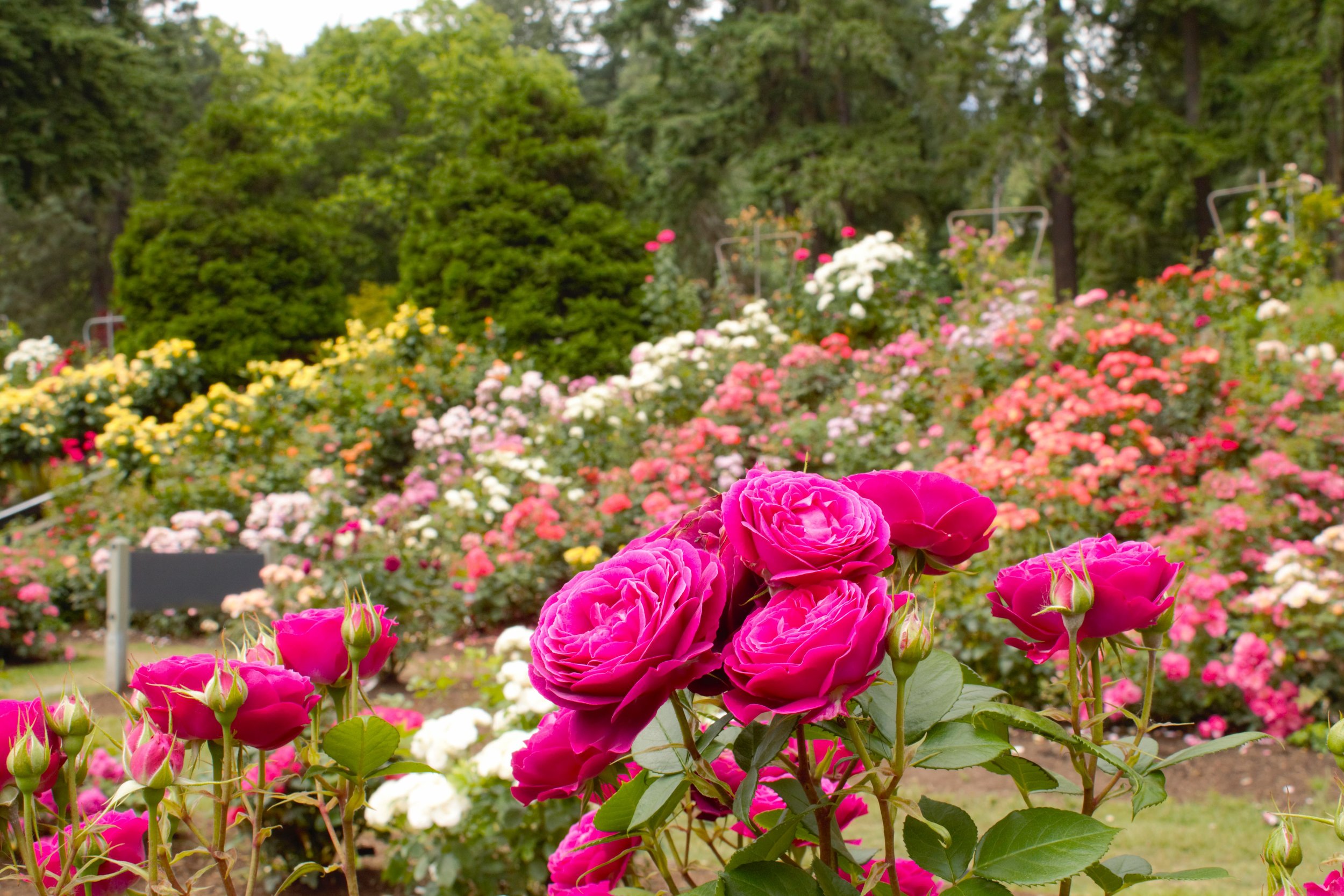Visiting Portland’s International Rose Test Garden — Pines and Vines ...