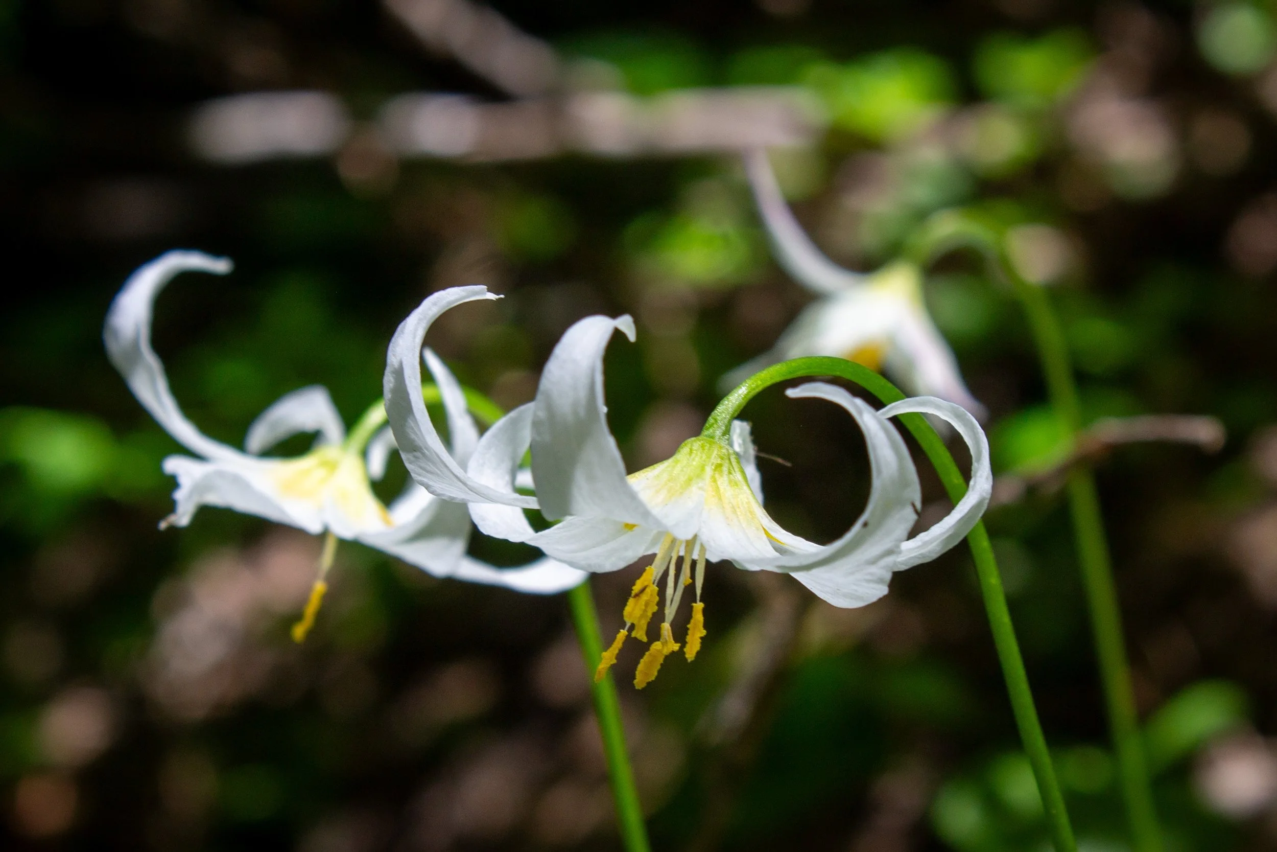 white flowers
