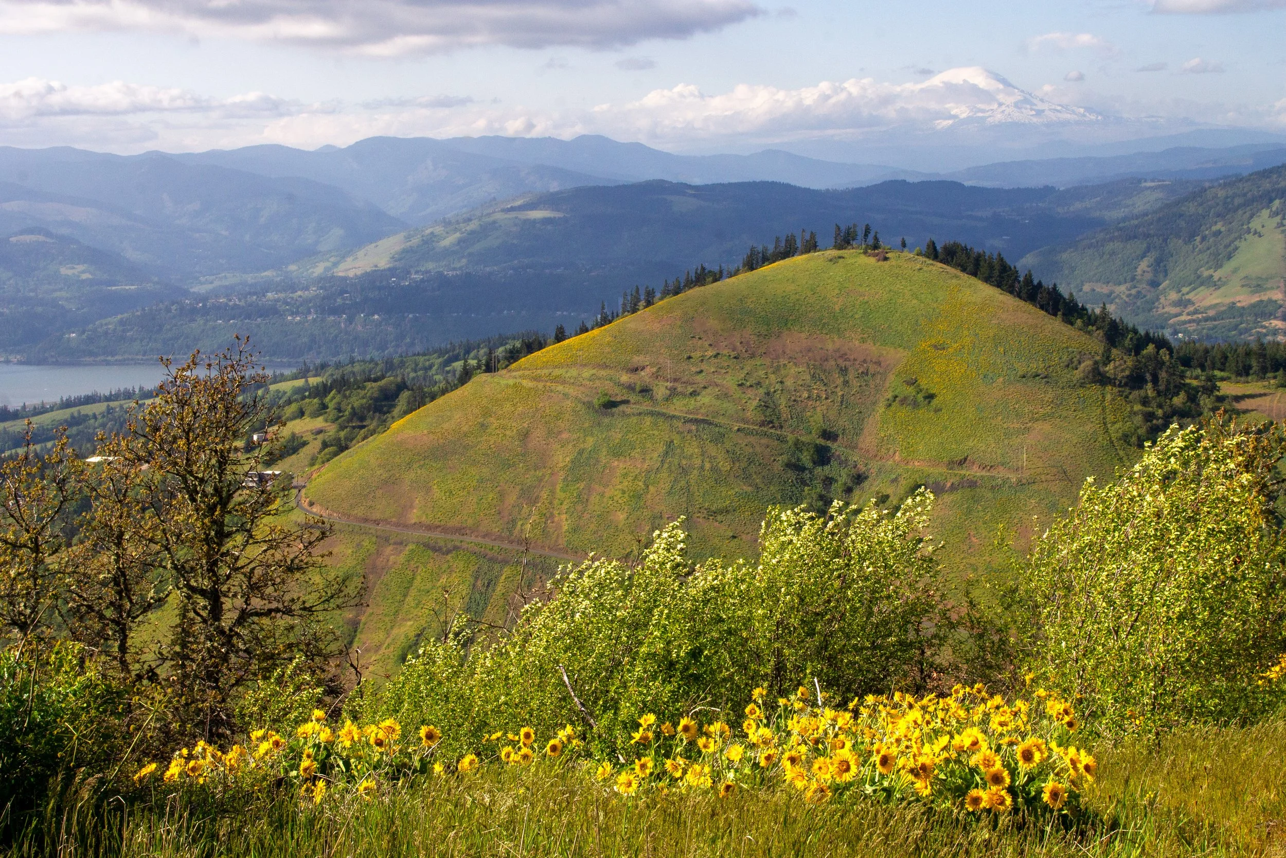 Columbia Gorge views and balsamroot on Hood River Mountain