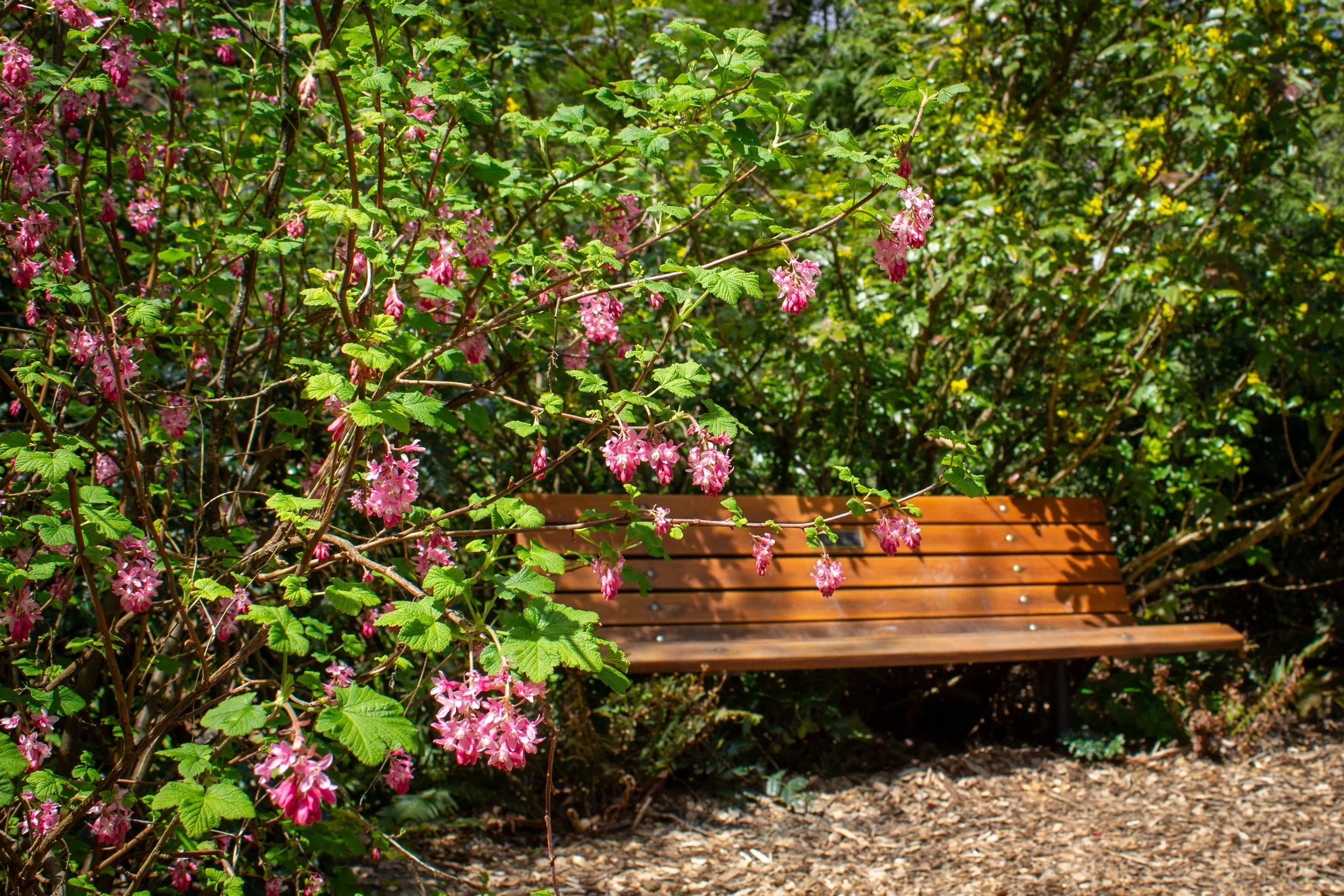 Pink flowers on bush surrounding bench