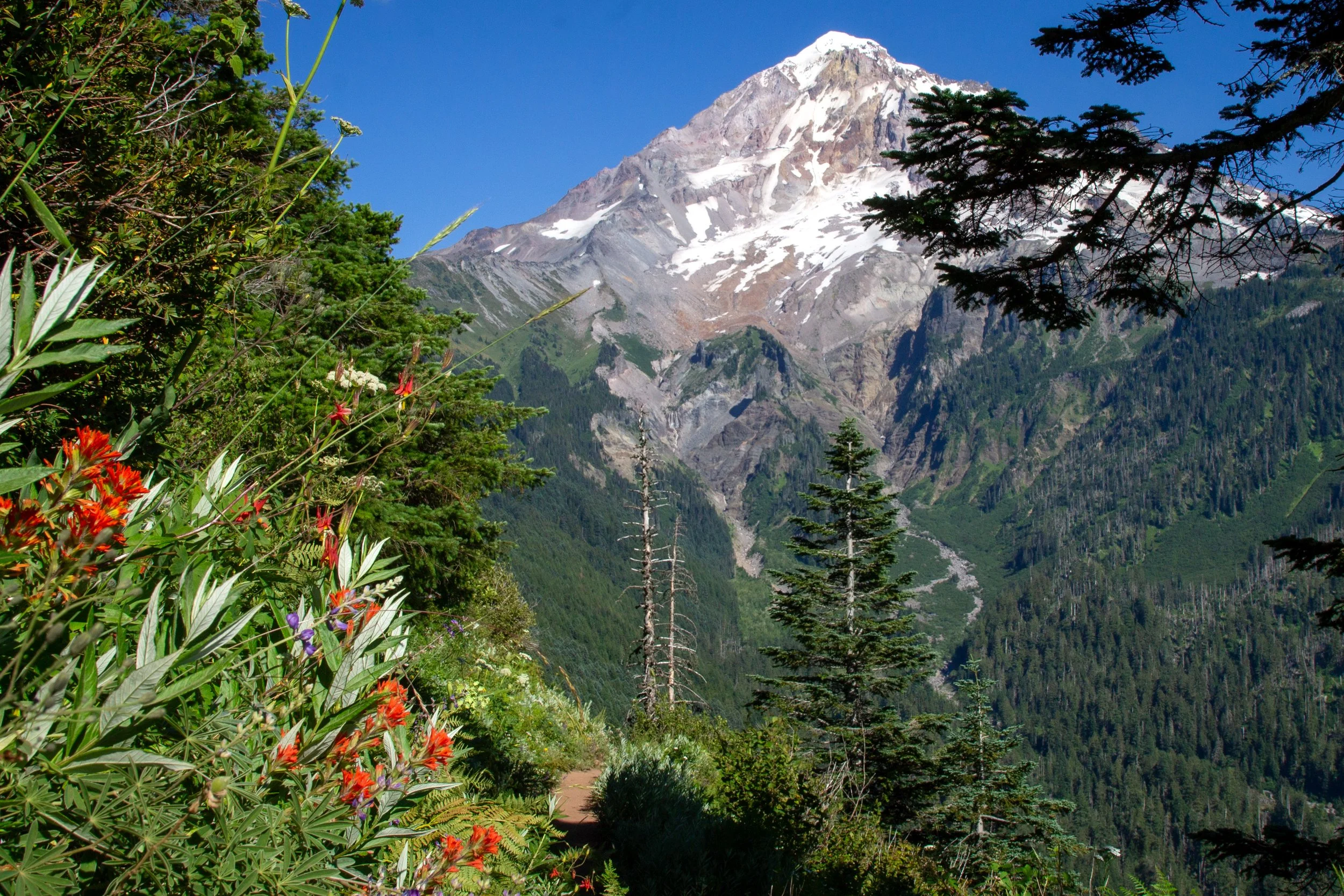 Wildflowers on hiking trail with Mount Hood in background