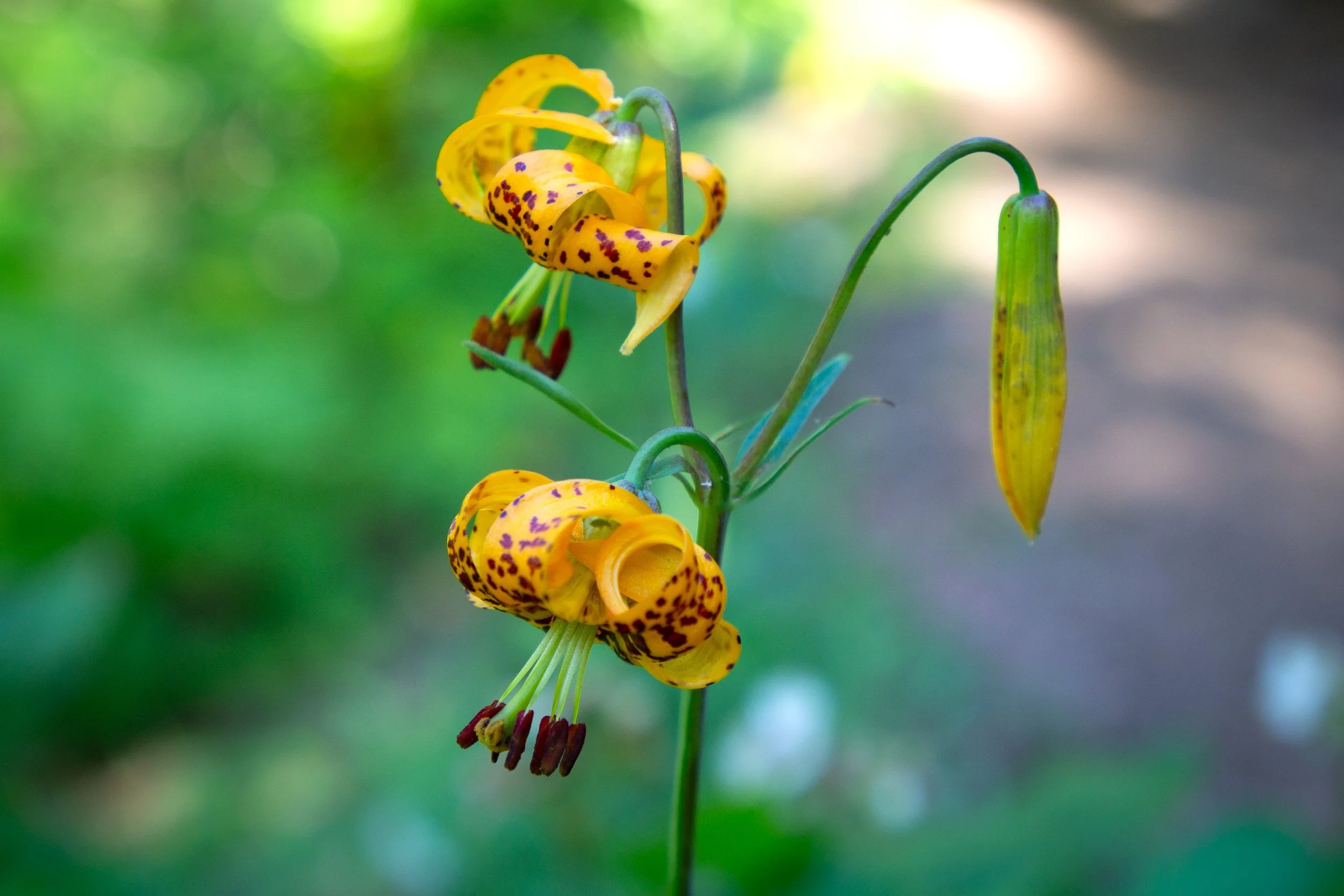 Tiger lily on the Tom Dick and Harry Mountain Trail