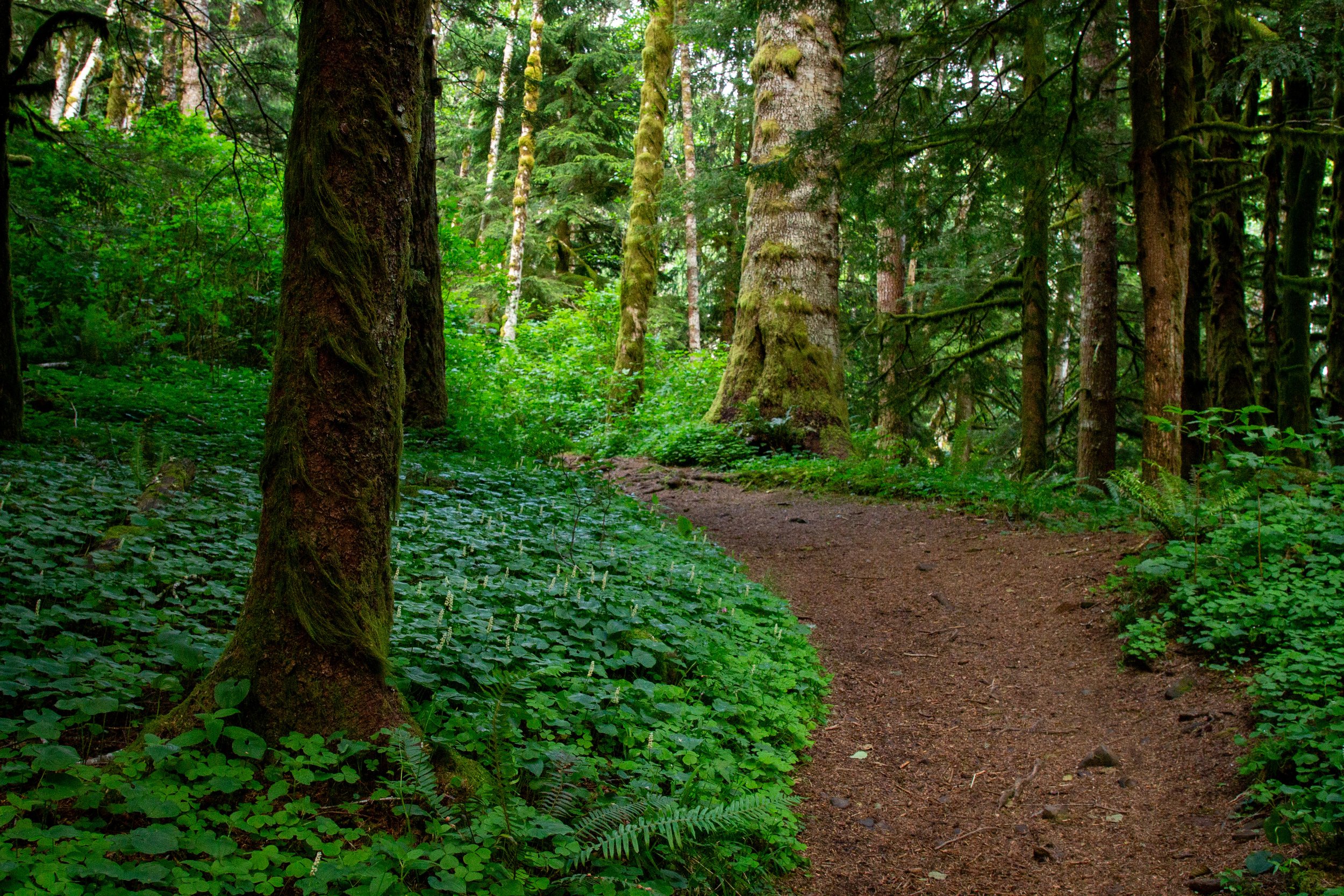 Forested hiking trail