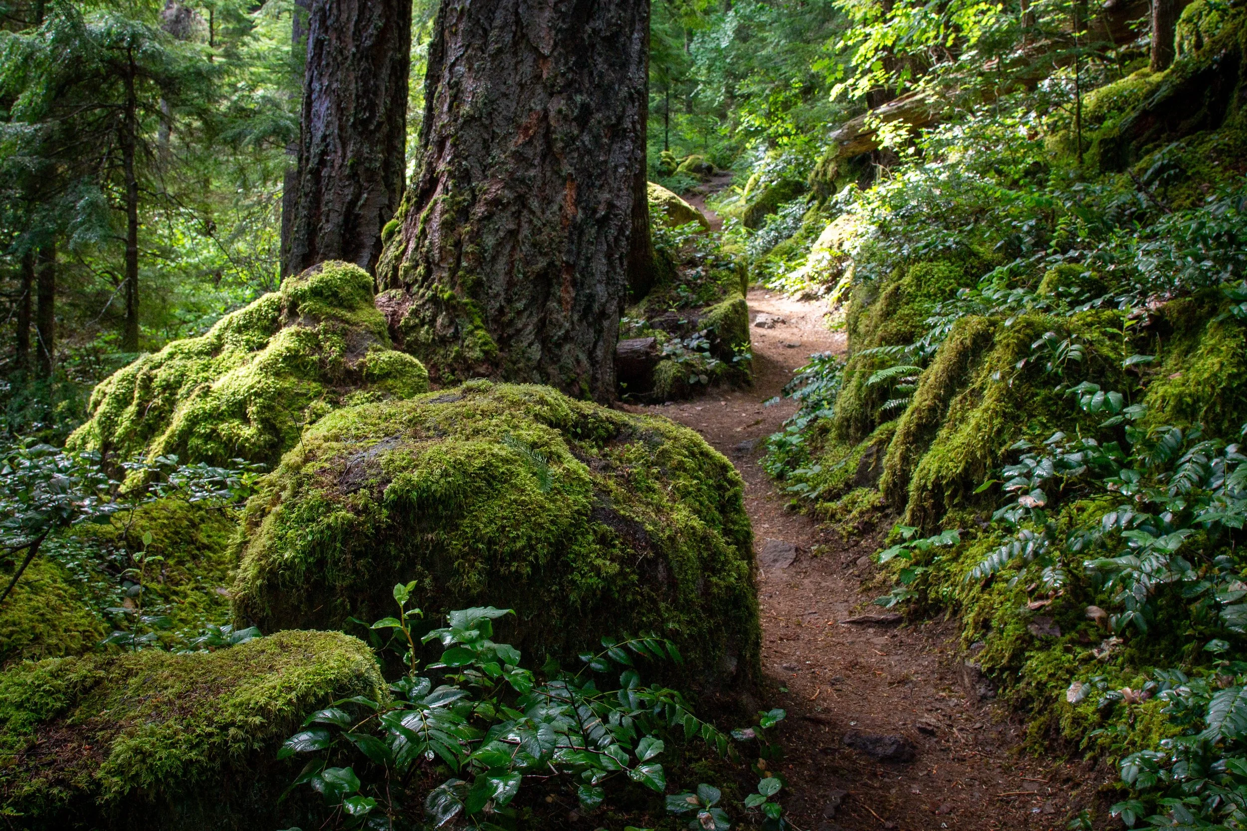 Trail past large trees and boulders