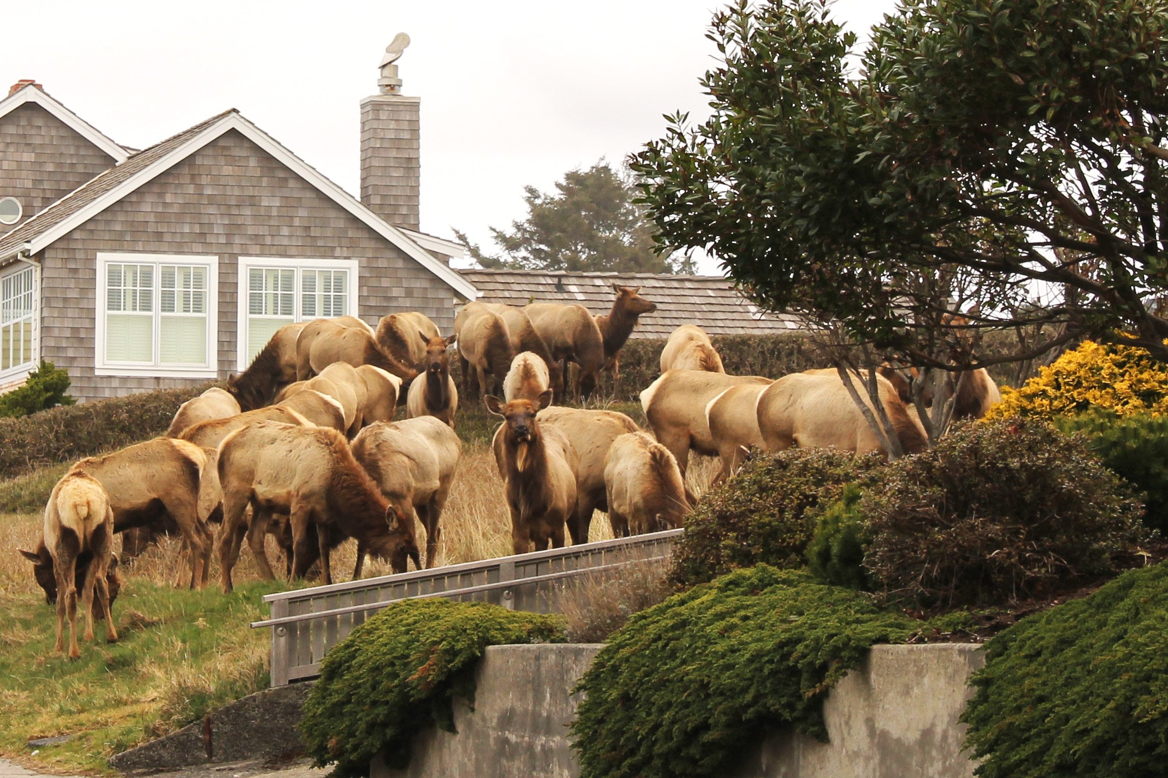 Hard of elk in residential neighborhood