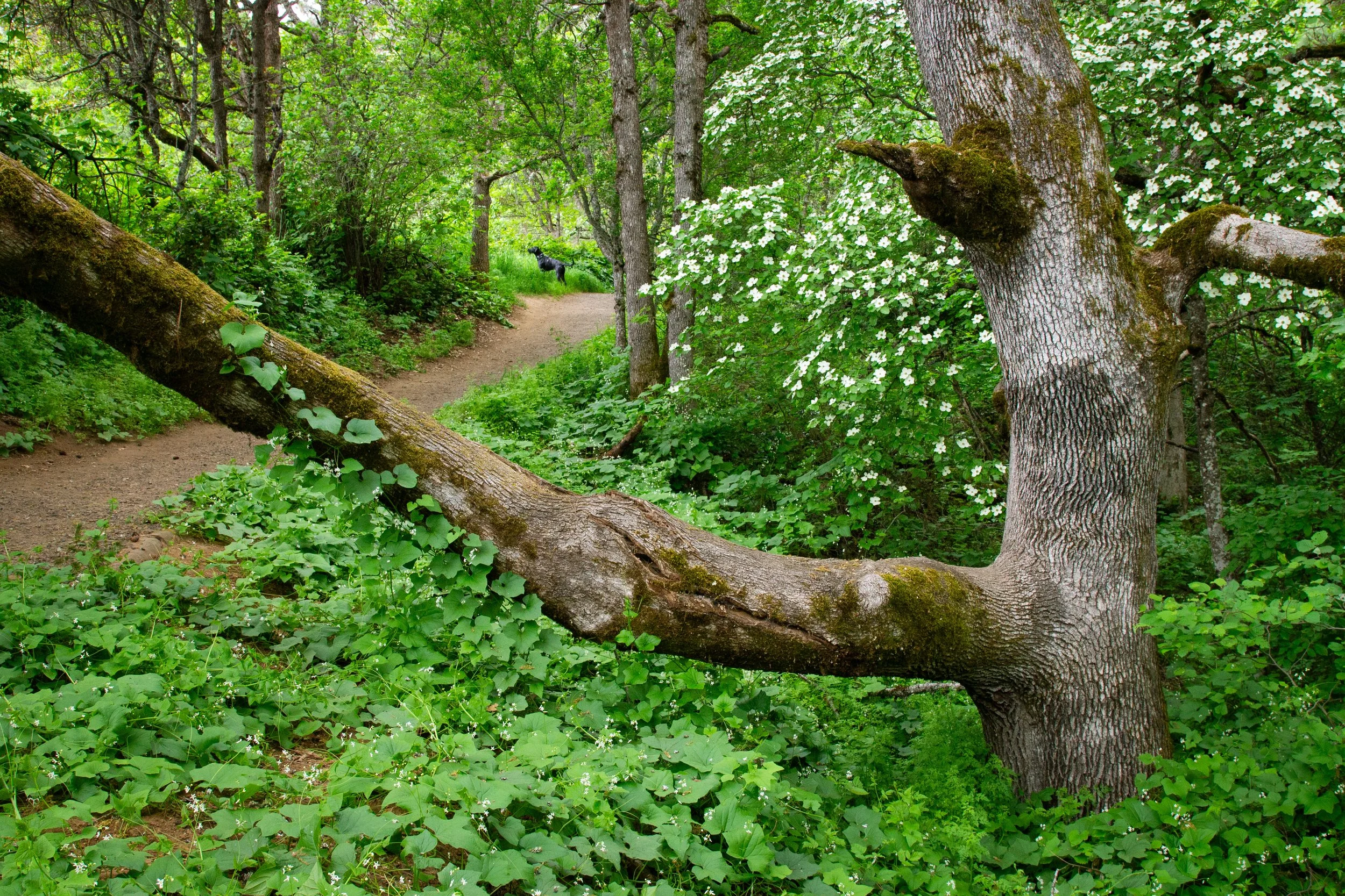Large oak limb hangs over trail in front of dogwood