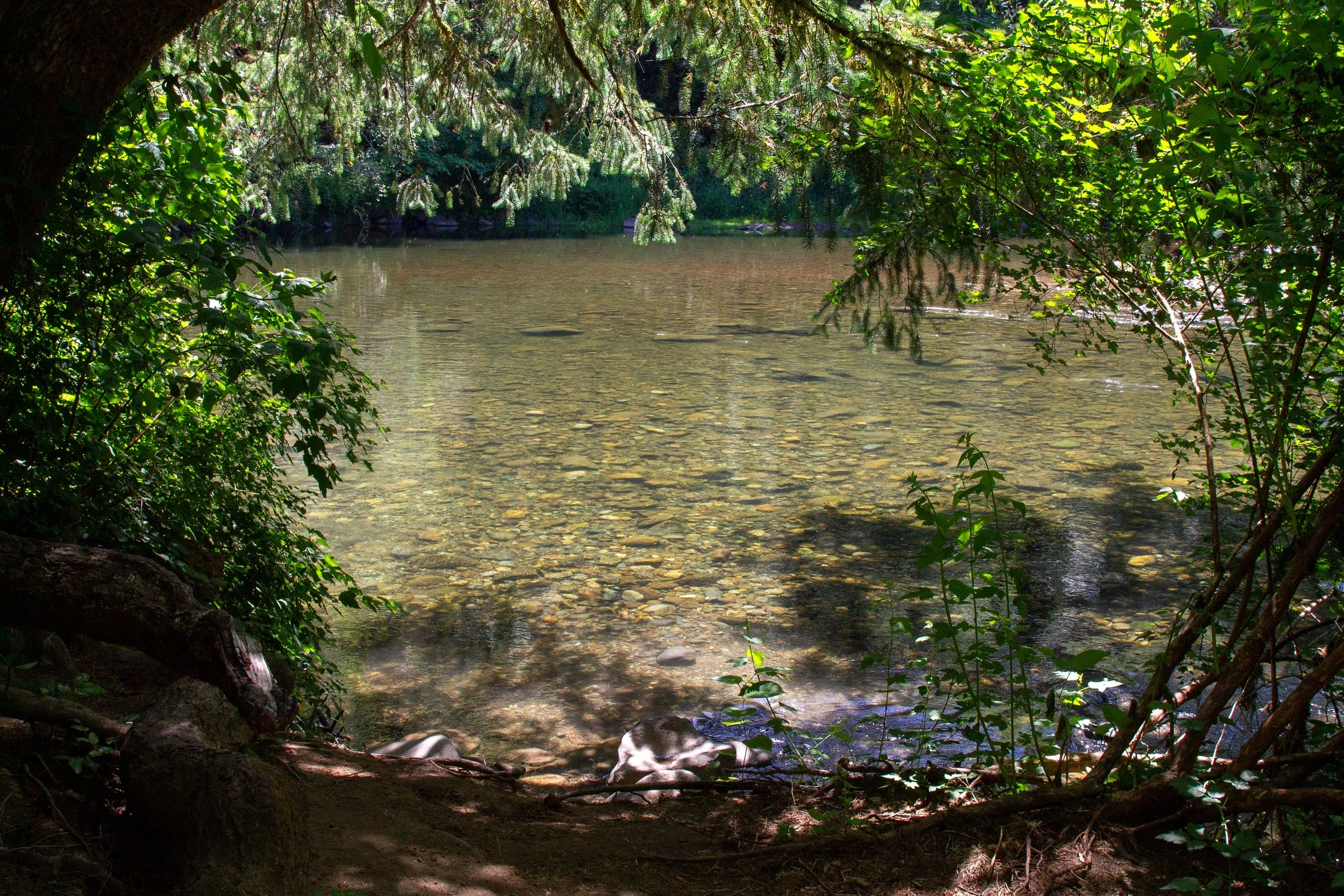 Clear shallow river in forest