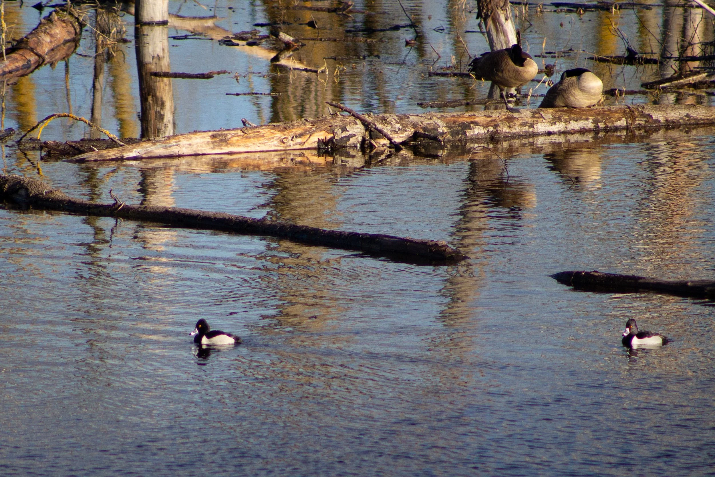 Two ducks swim while two geese perch on a log in water