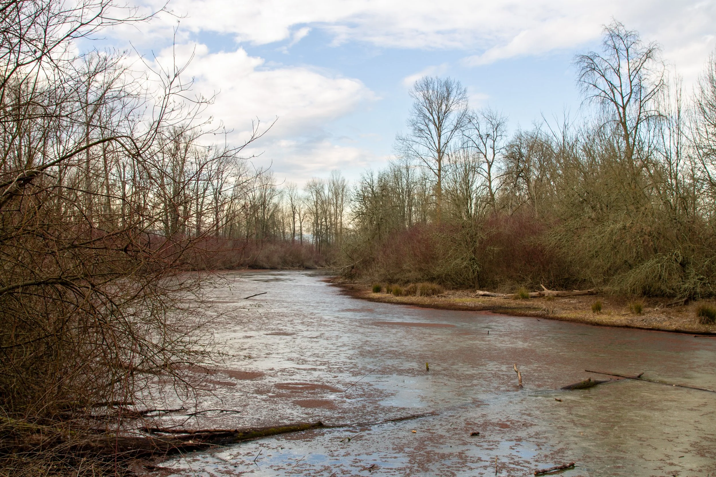 Frozen waterway in winter forest