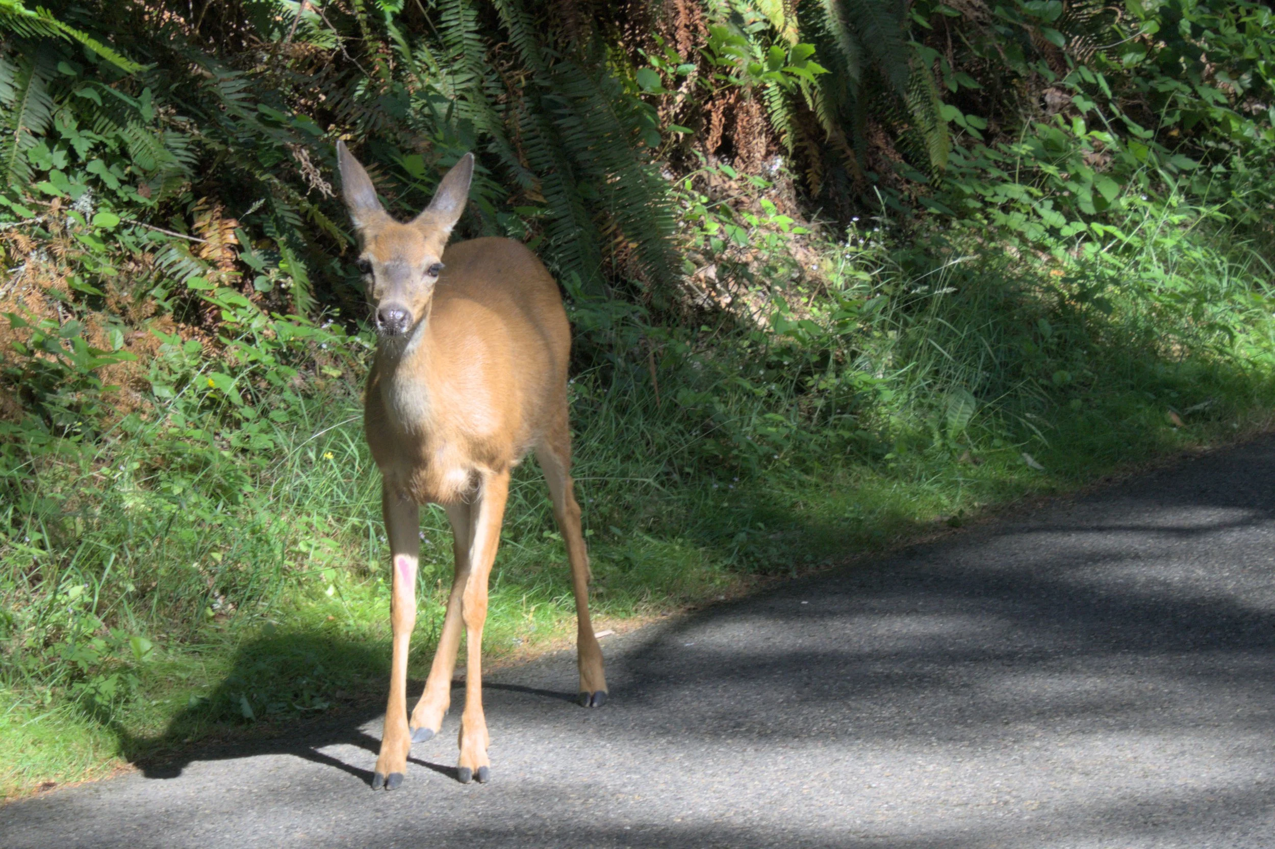 Deer walking down side of road