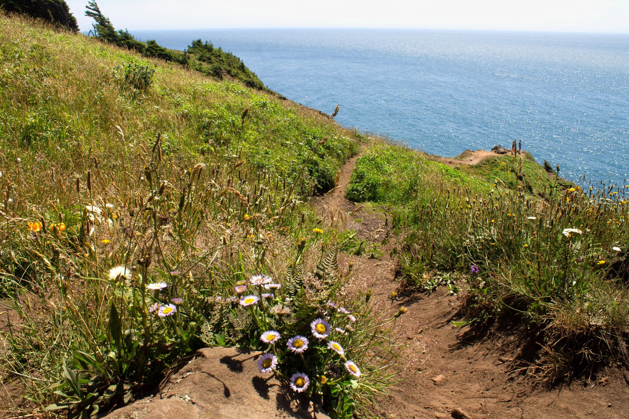 Trail with wildflower to ocean viewpoint