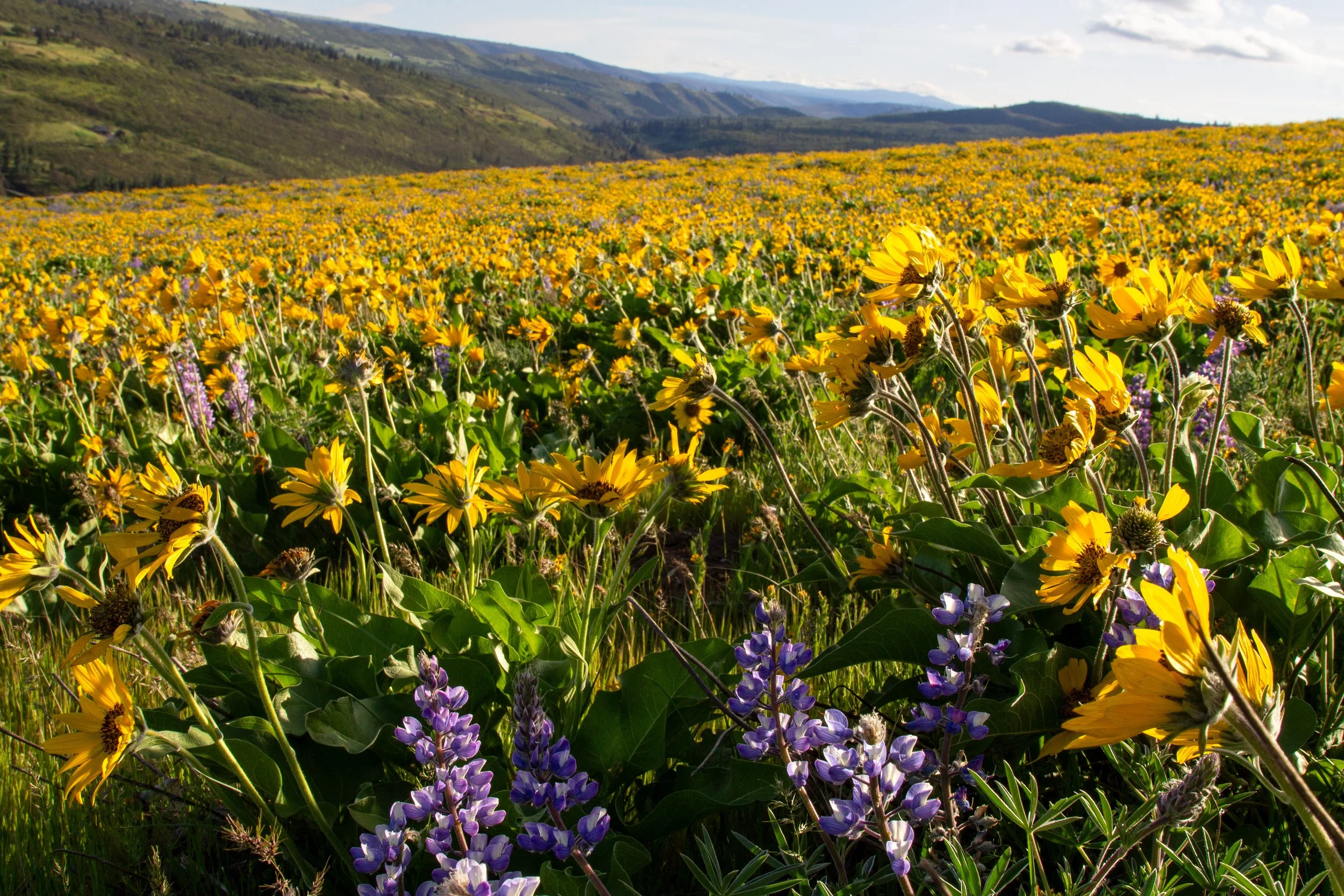 Wildflower field