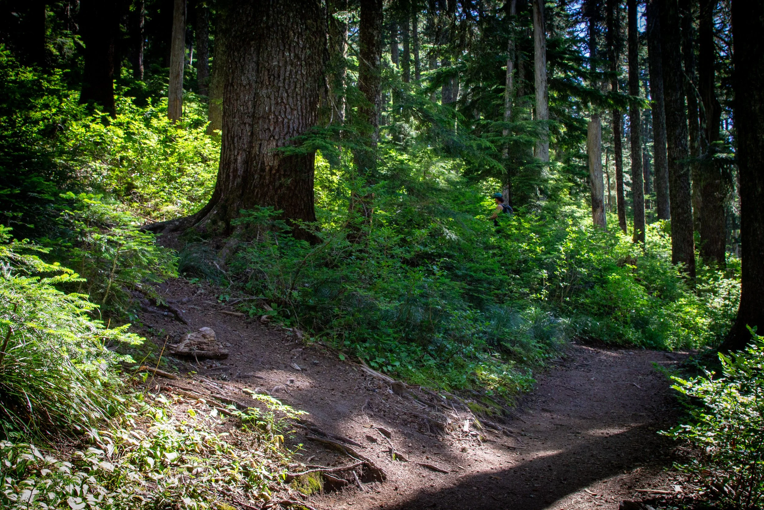 Fork in hiking trail