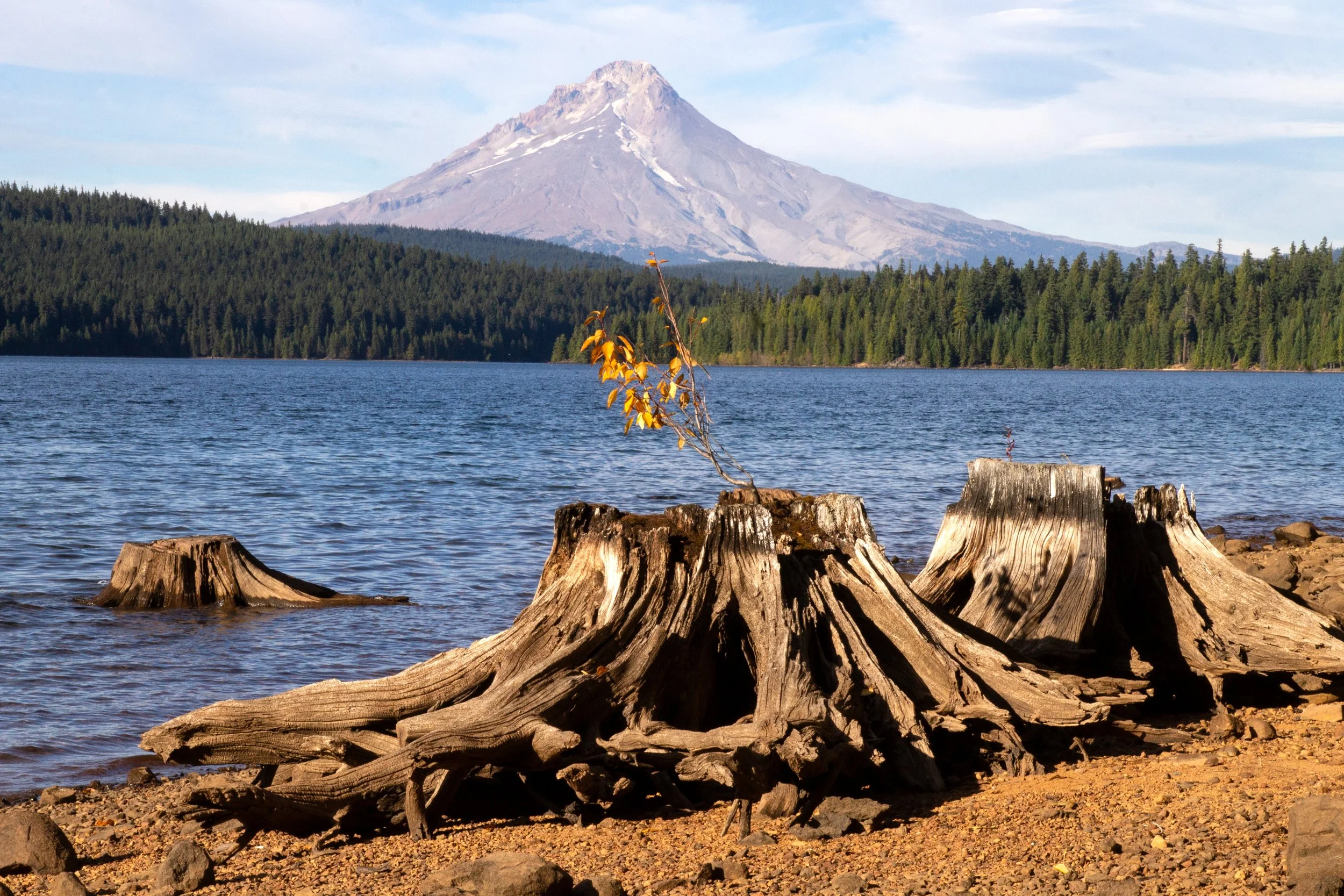 Baby cottonwood grows from stump in front of Timothy Lake and Mount Hood