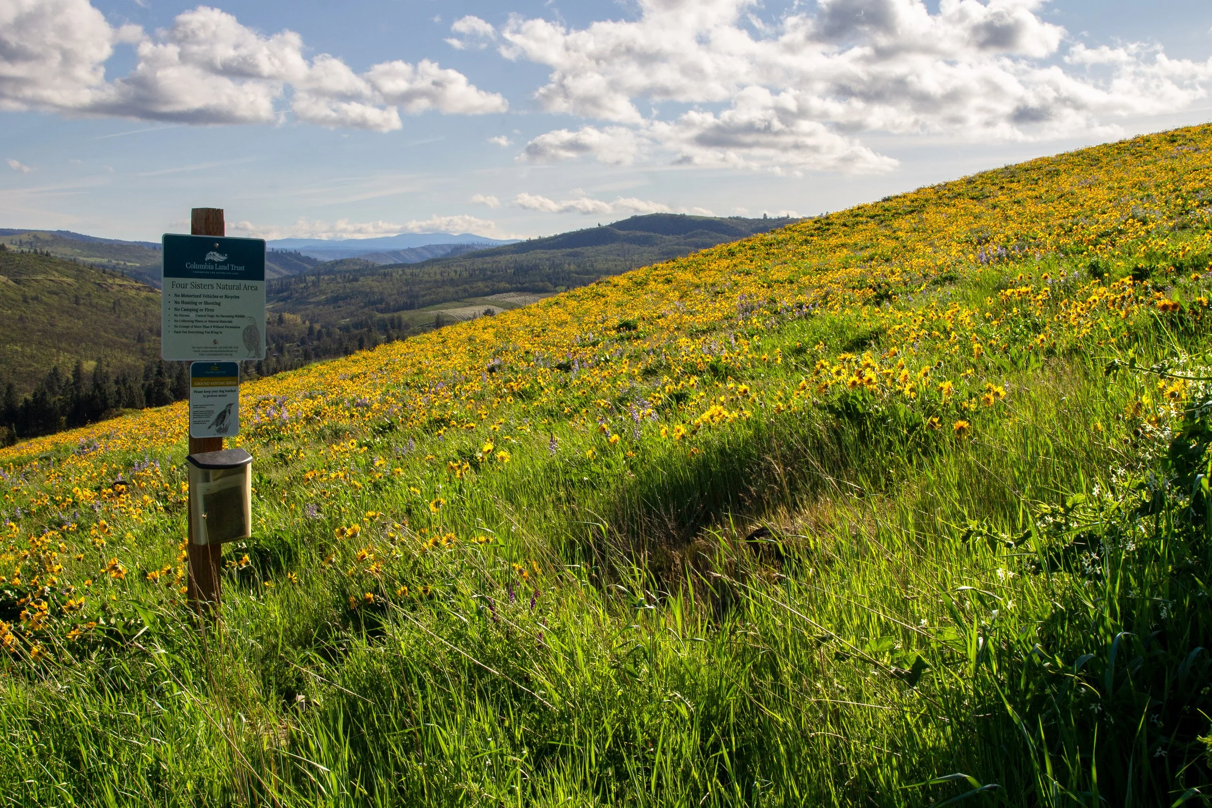 Sign in wildflower field